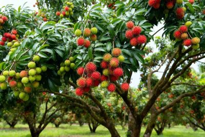 How to Grow and Care For Rambutan Tree
