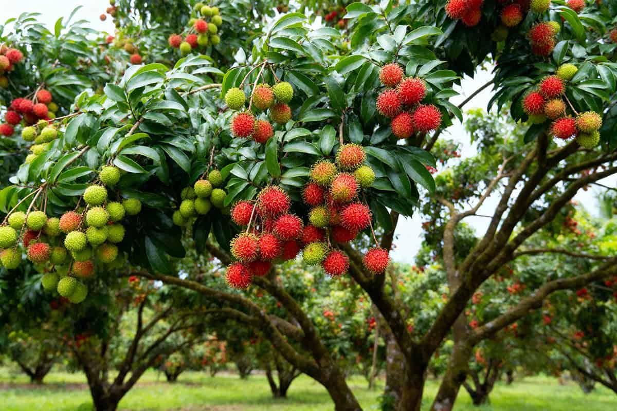 How to Grow and Care For Rambutan Tree