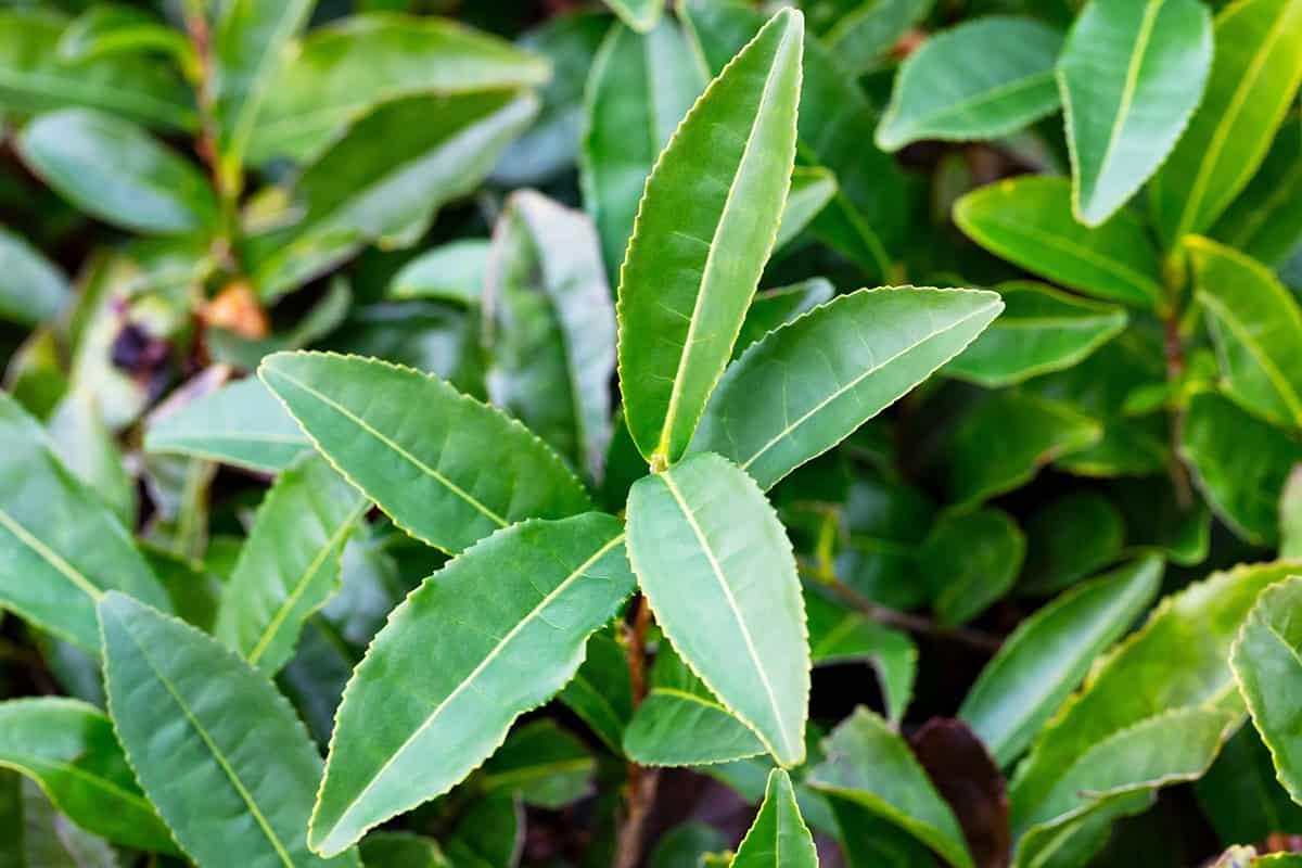 How to Grow and Care For Tea Plant