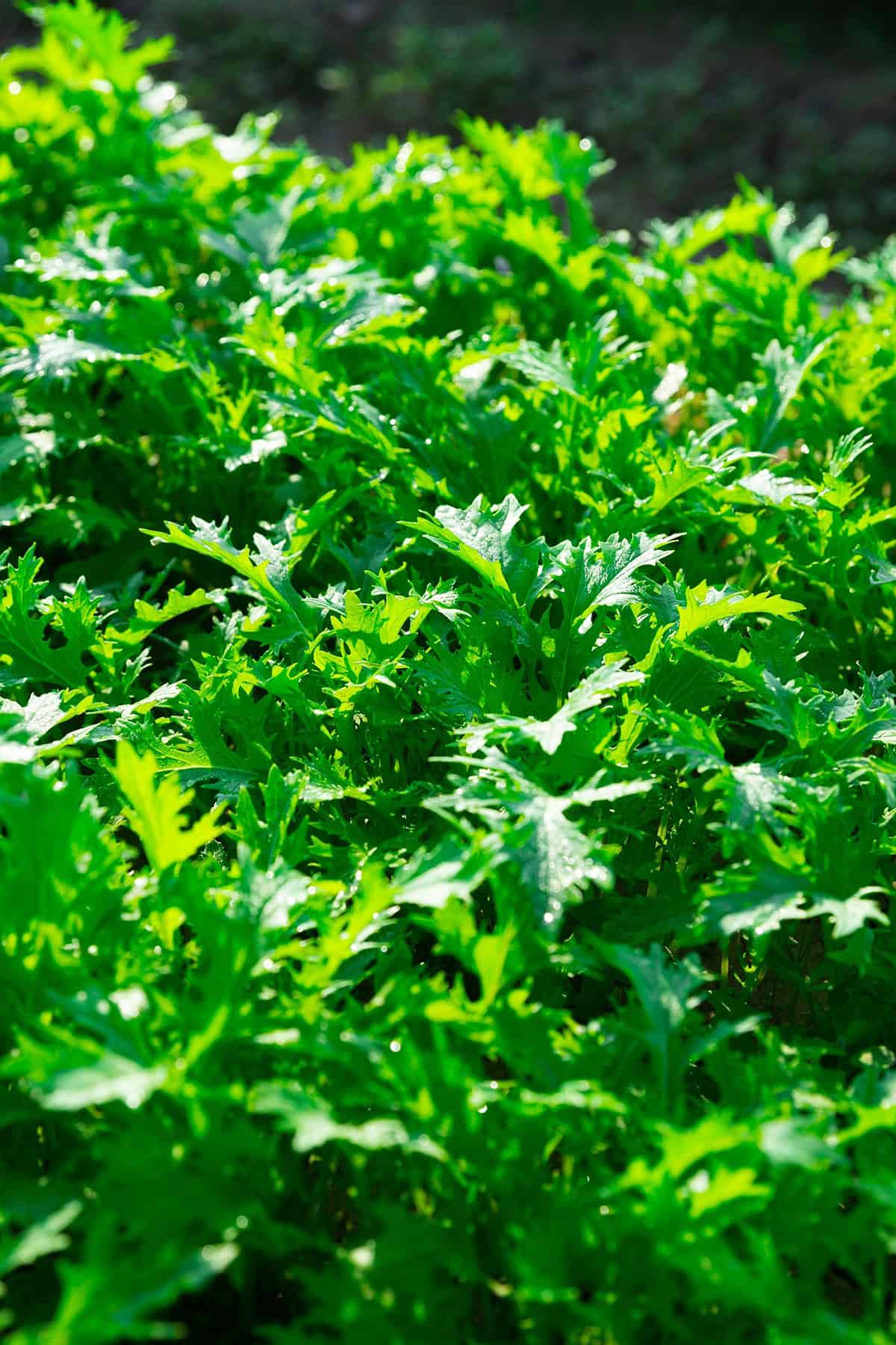 Light Arugula Plant