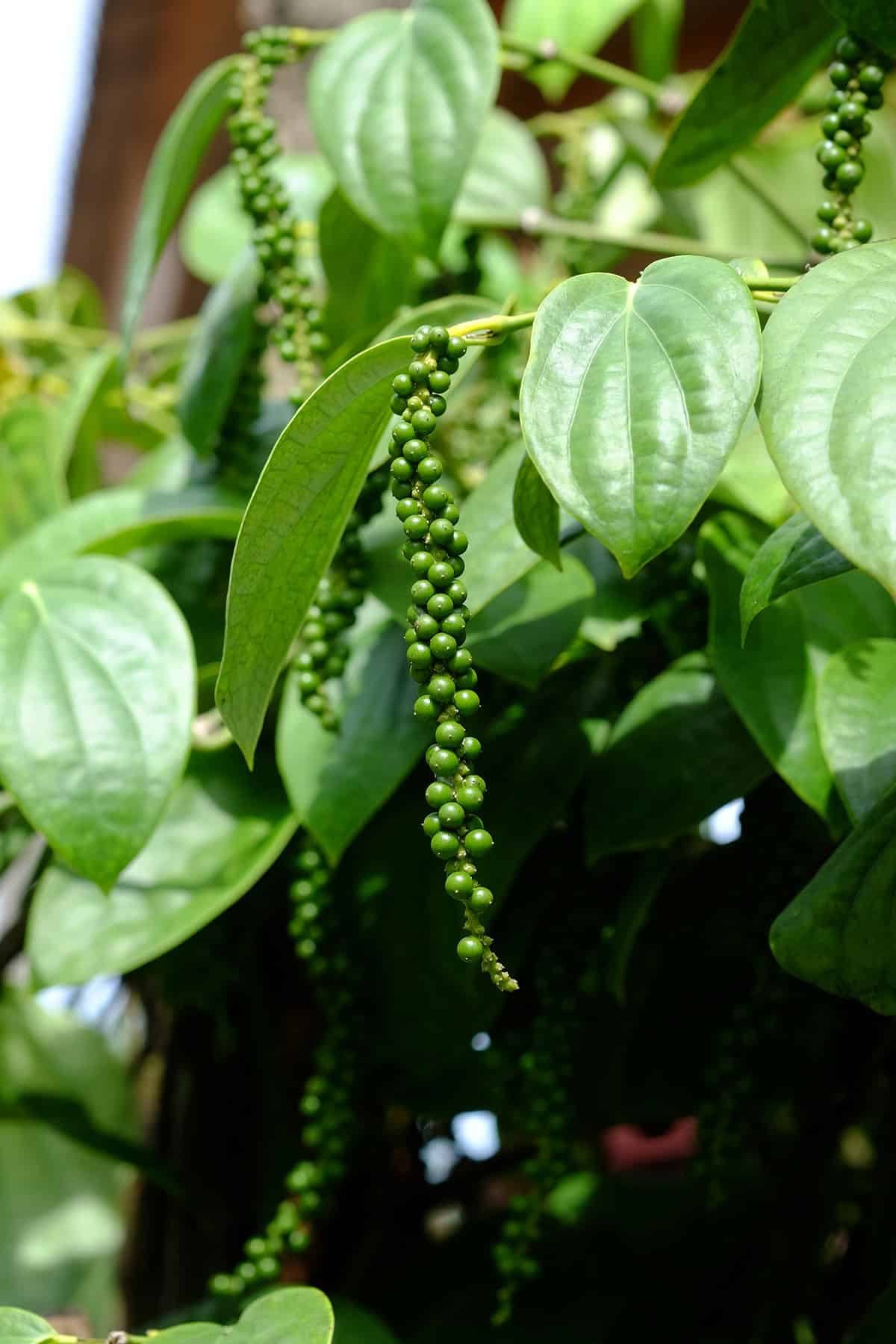 Light Black Pepper Plant