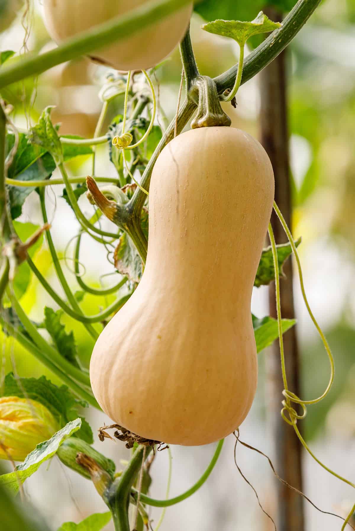 Light Butternut Squash