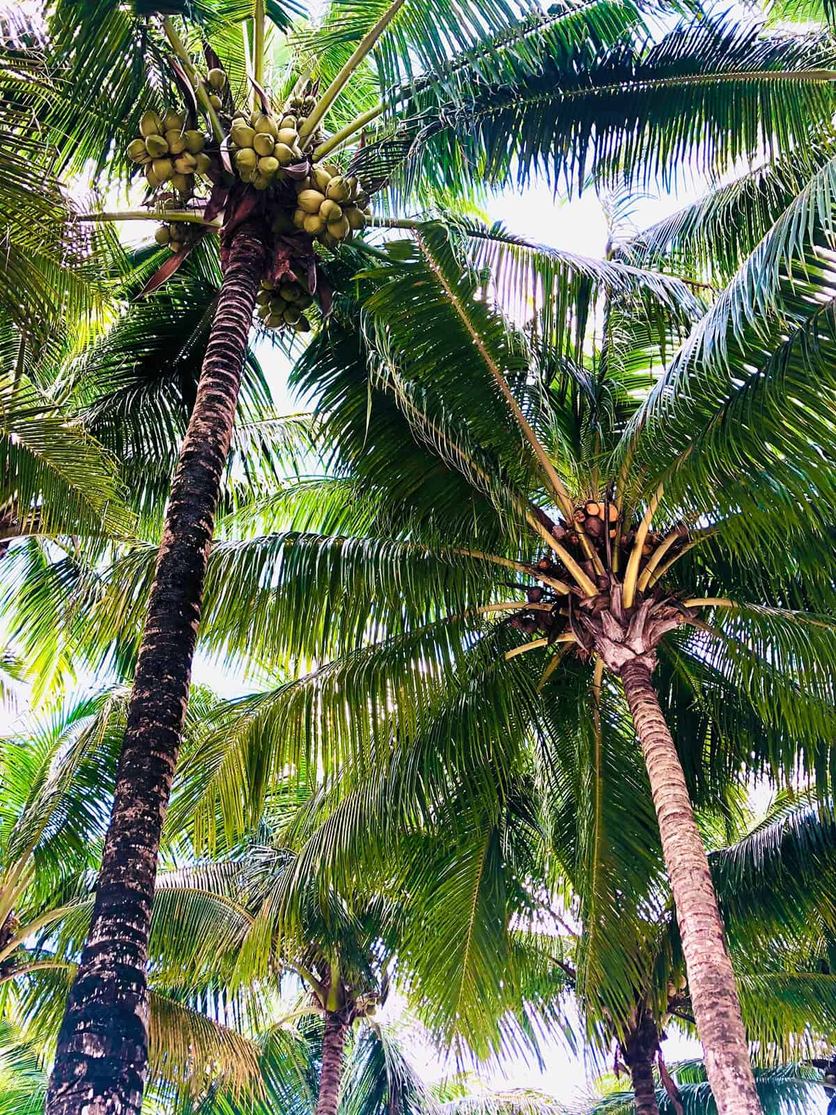 Light Coconut Palm