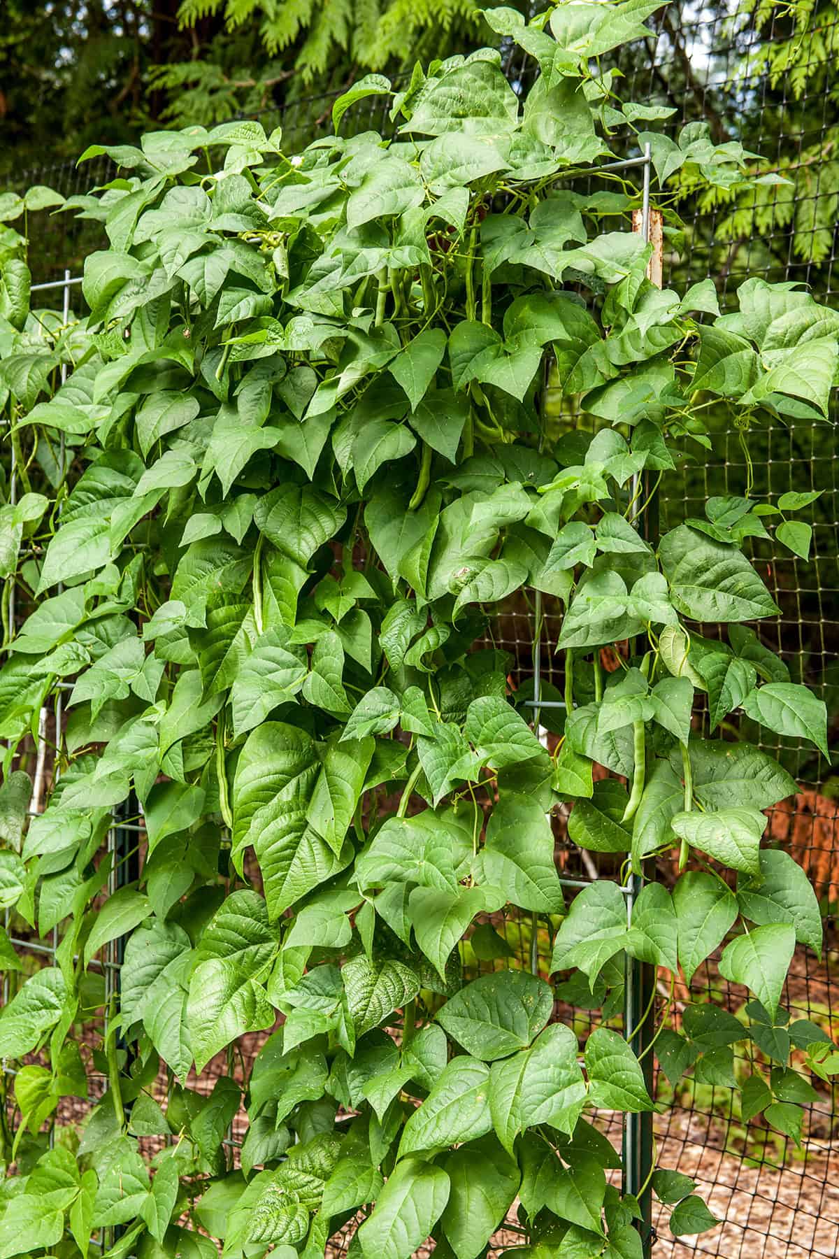 Light Green Bean