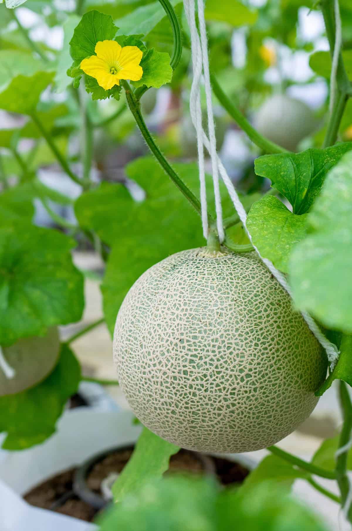 Light Honeydew
