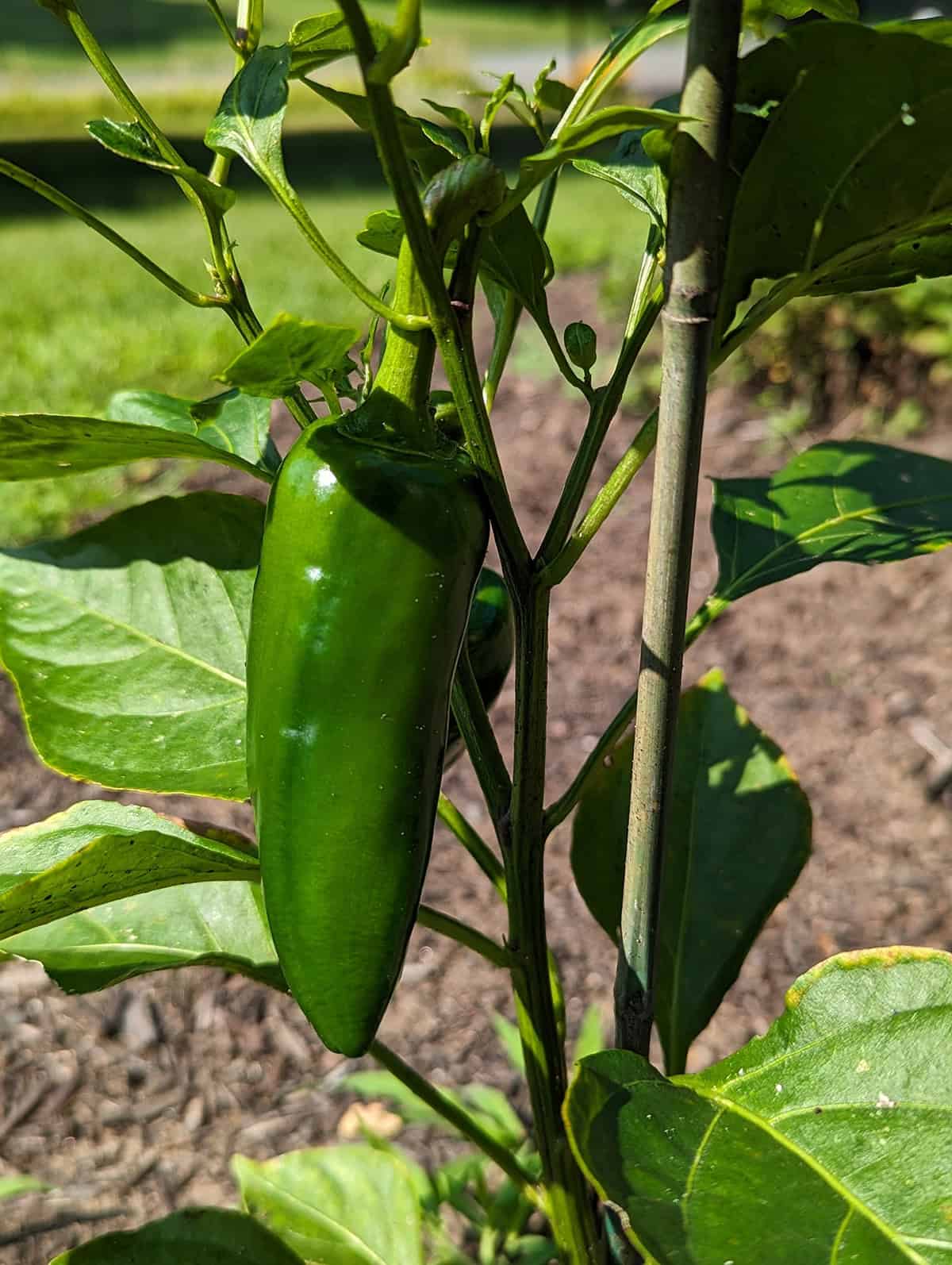 Light Jalapeno Peppers
