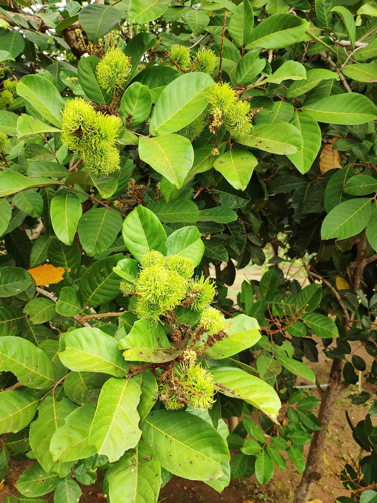 Light Rambutan Tree