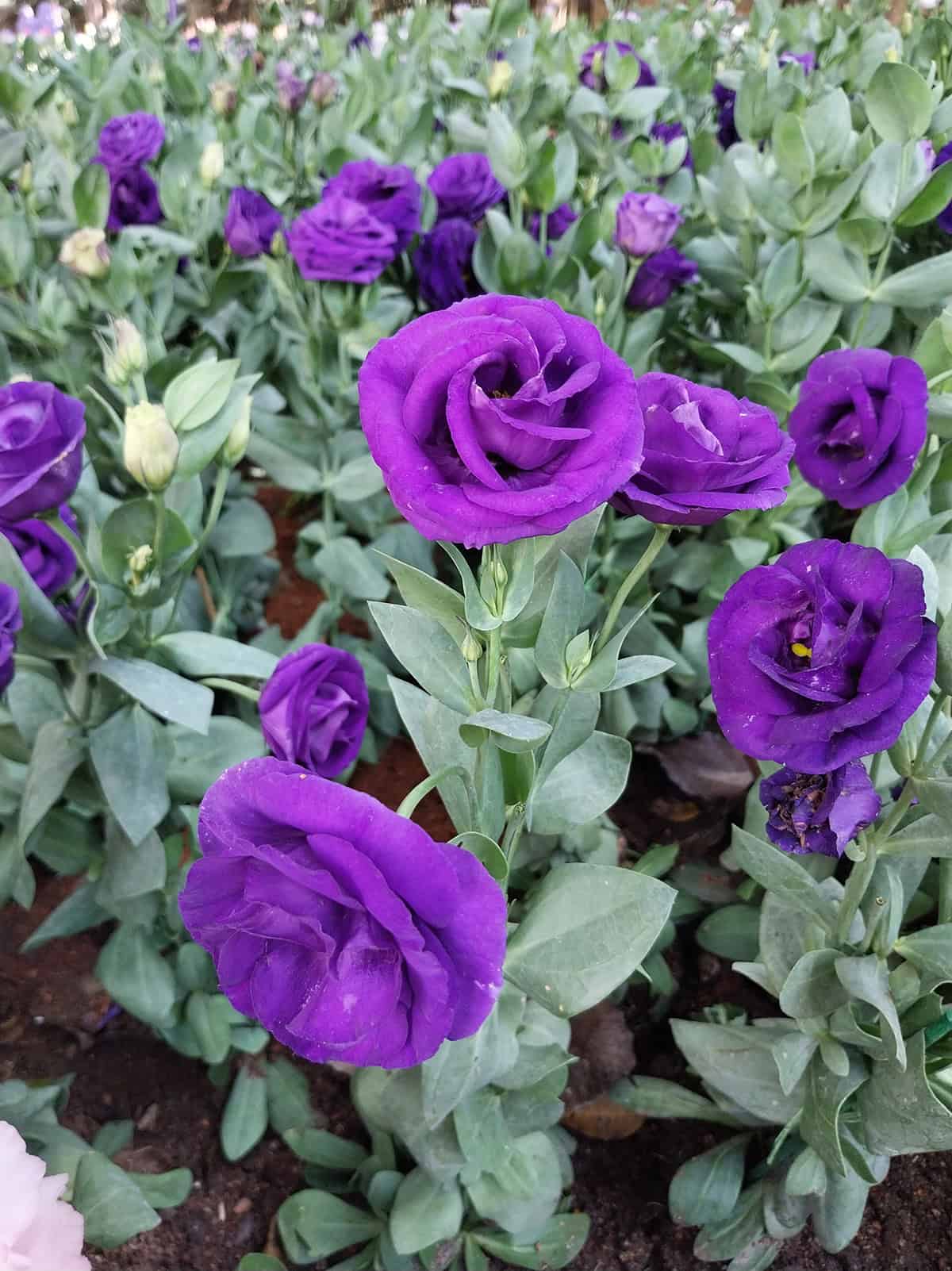 Lisianthus