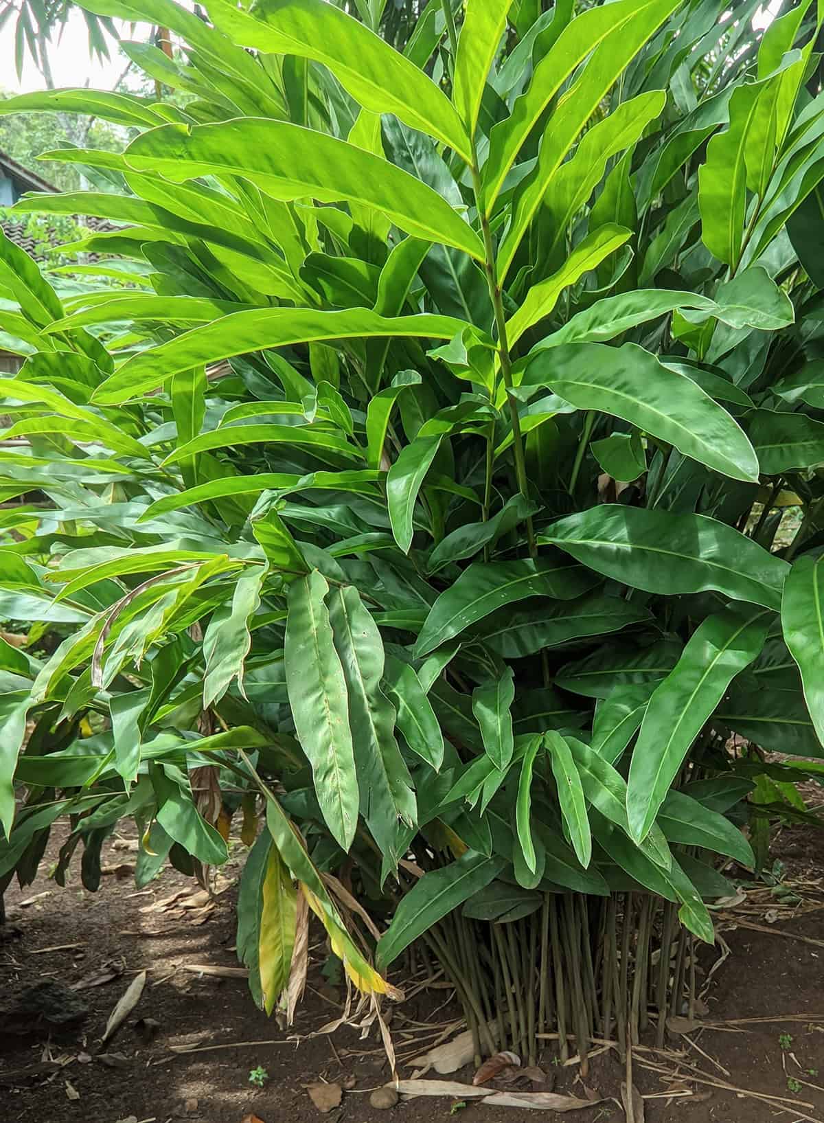 Plant Overview Cardamom Plant