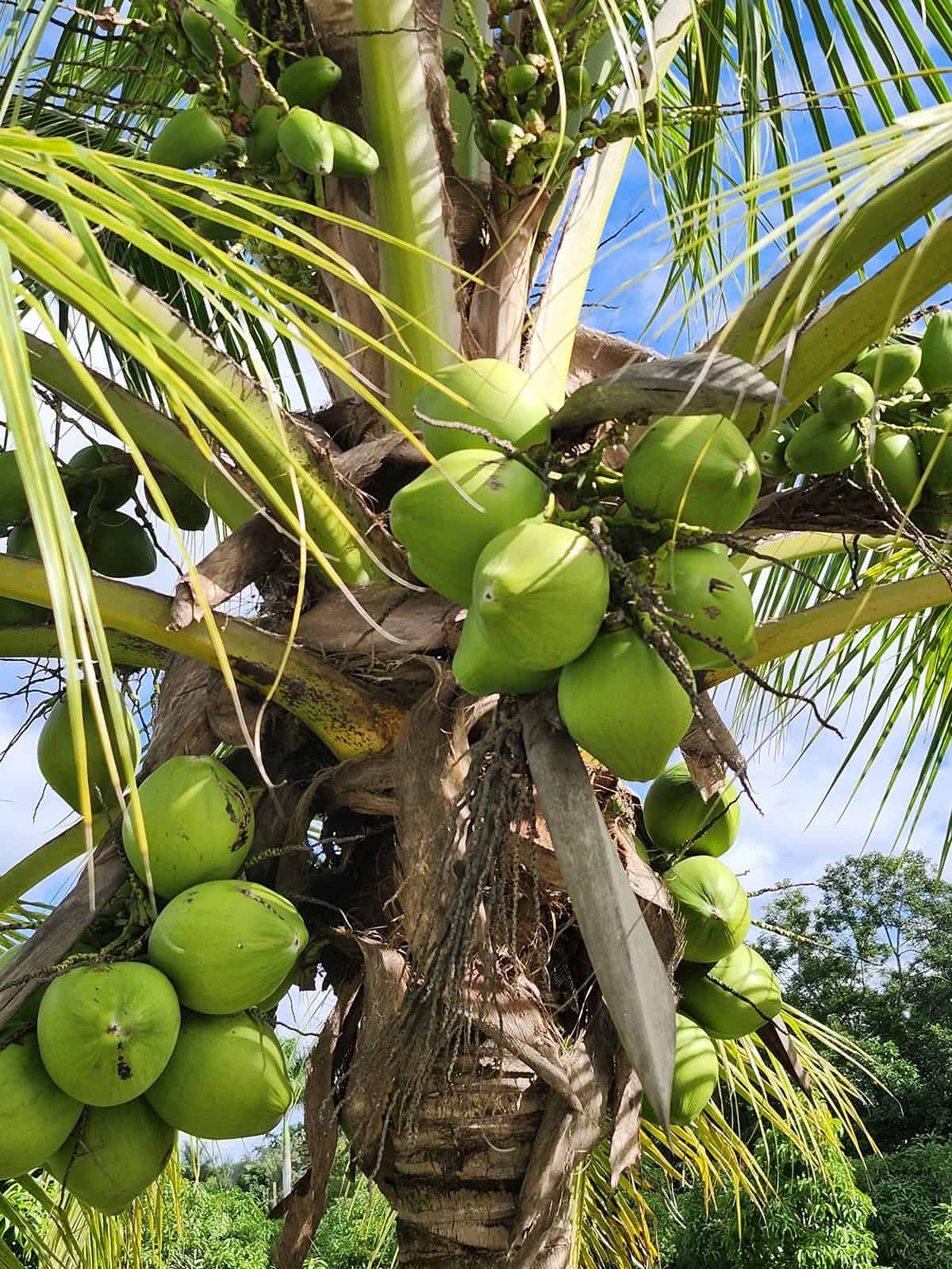 Plant Overview Coconut Palm