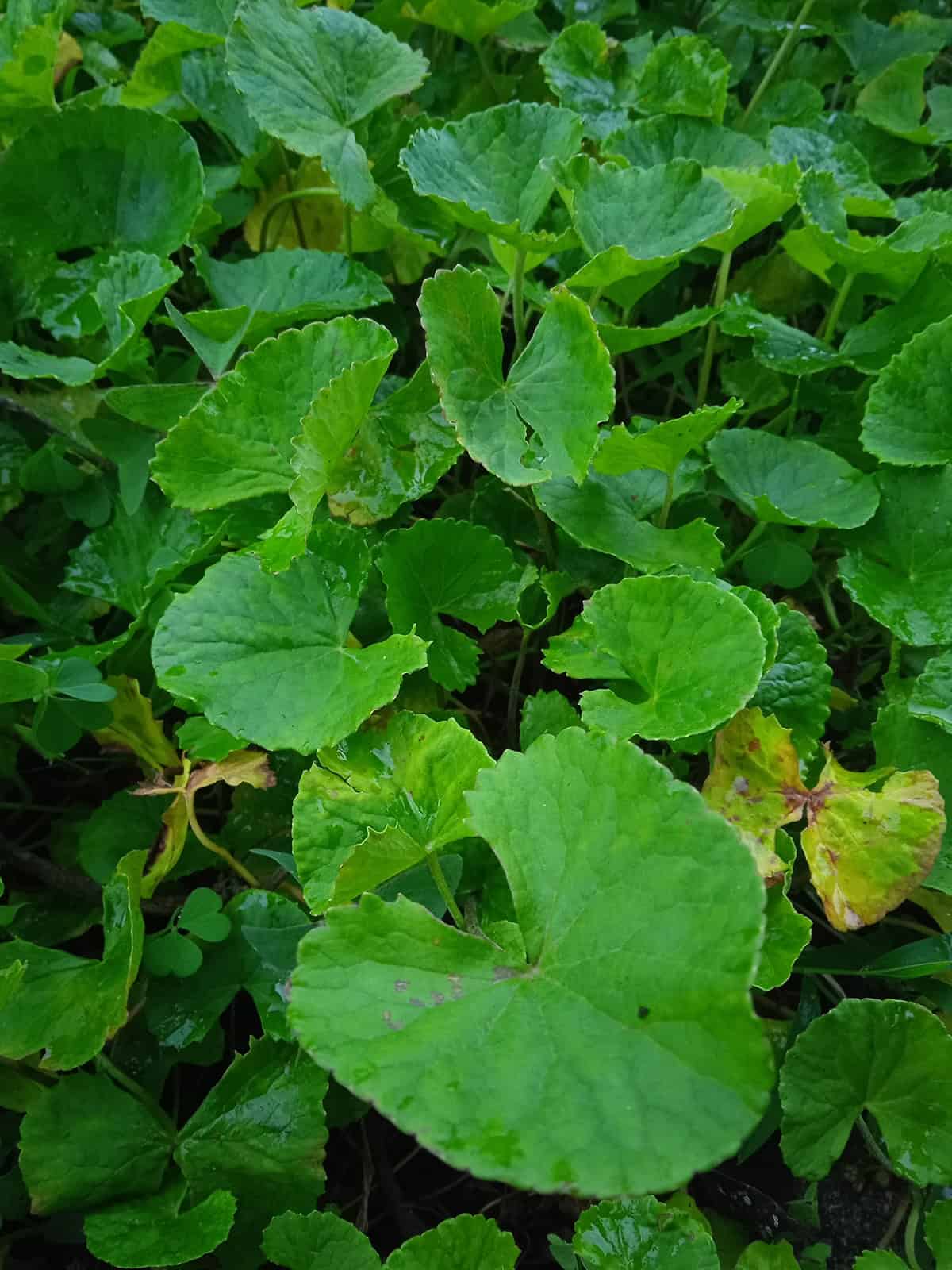 Plant Overview Wasabi Plant