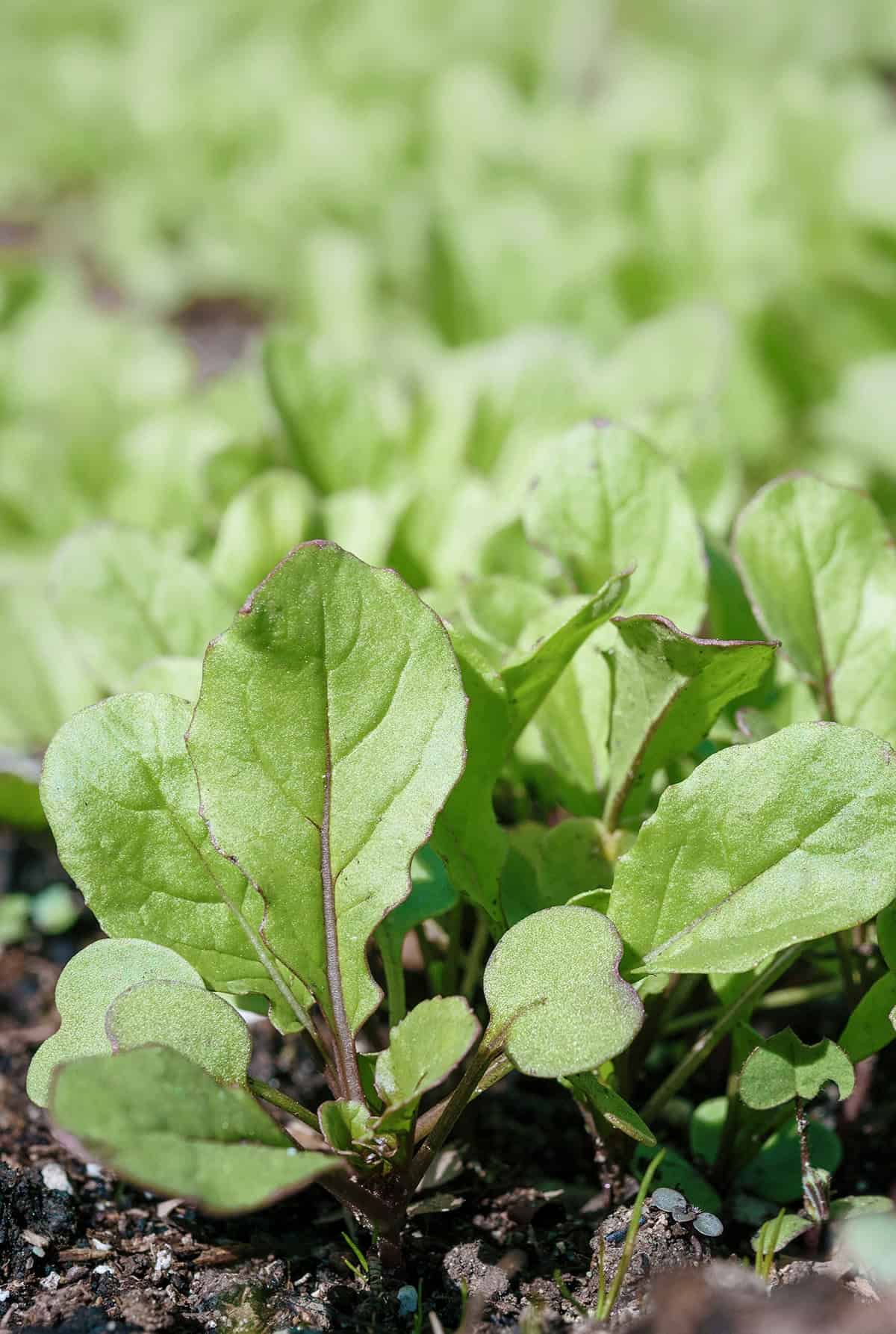 Planting Arugula Plant