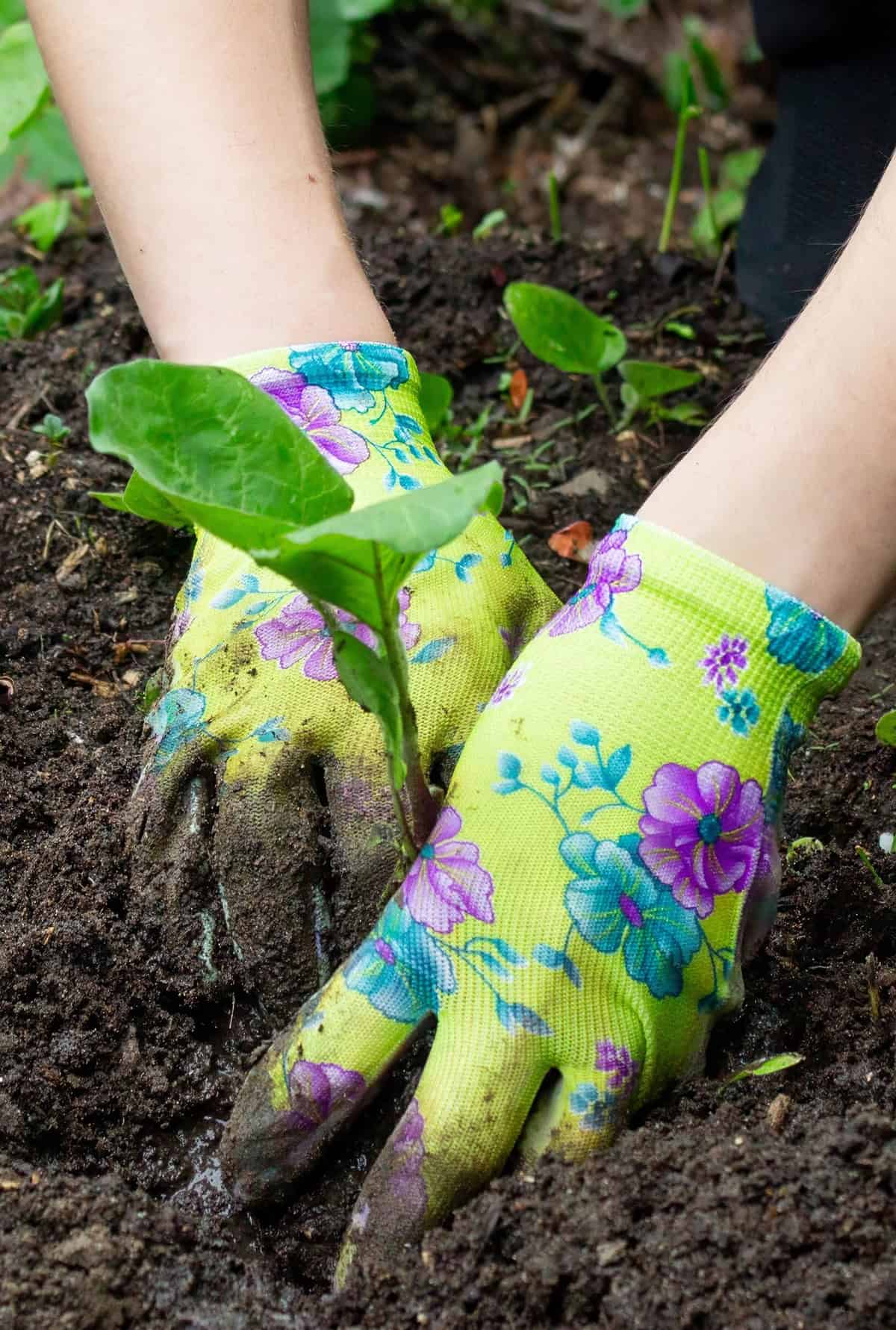 Planting Eggplant
