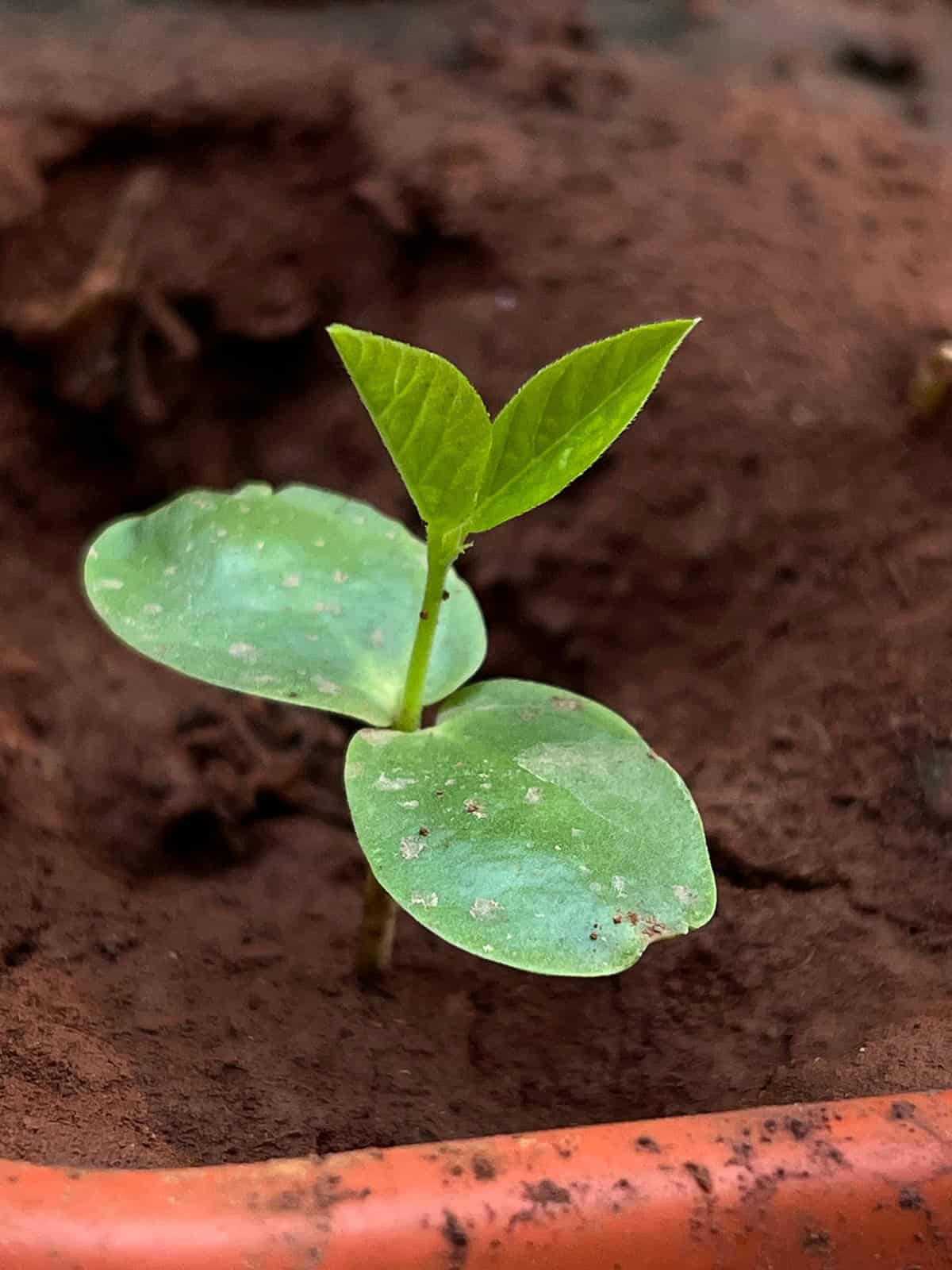 Planting Green Bean