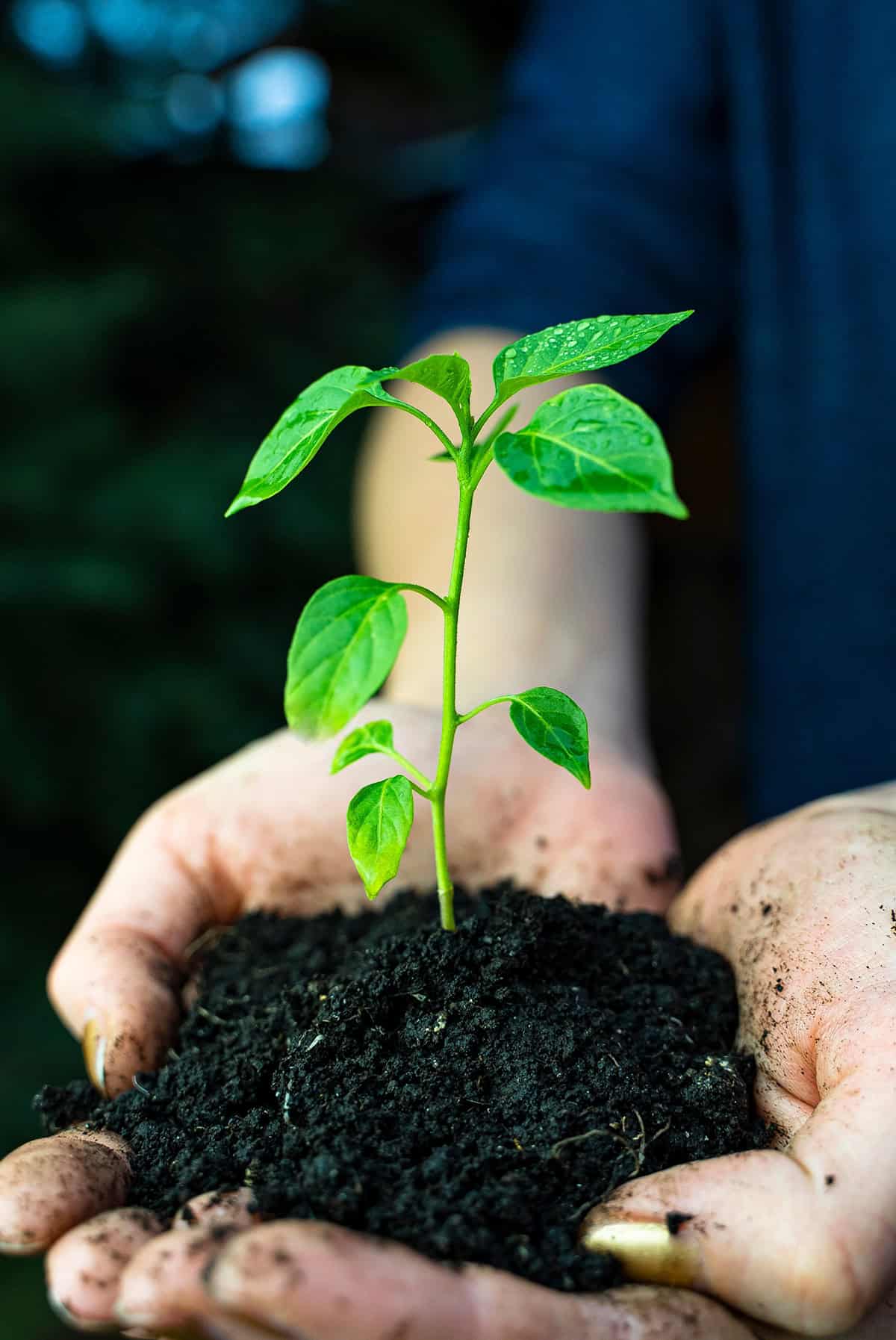 Planting Jalapeno Peppers