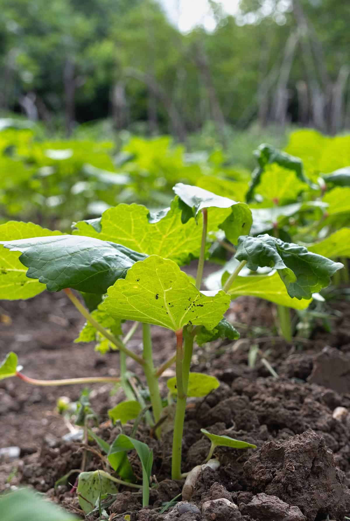 Planting Okra Plant