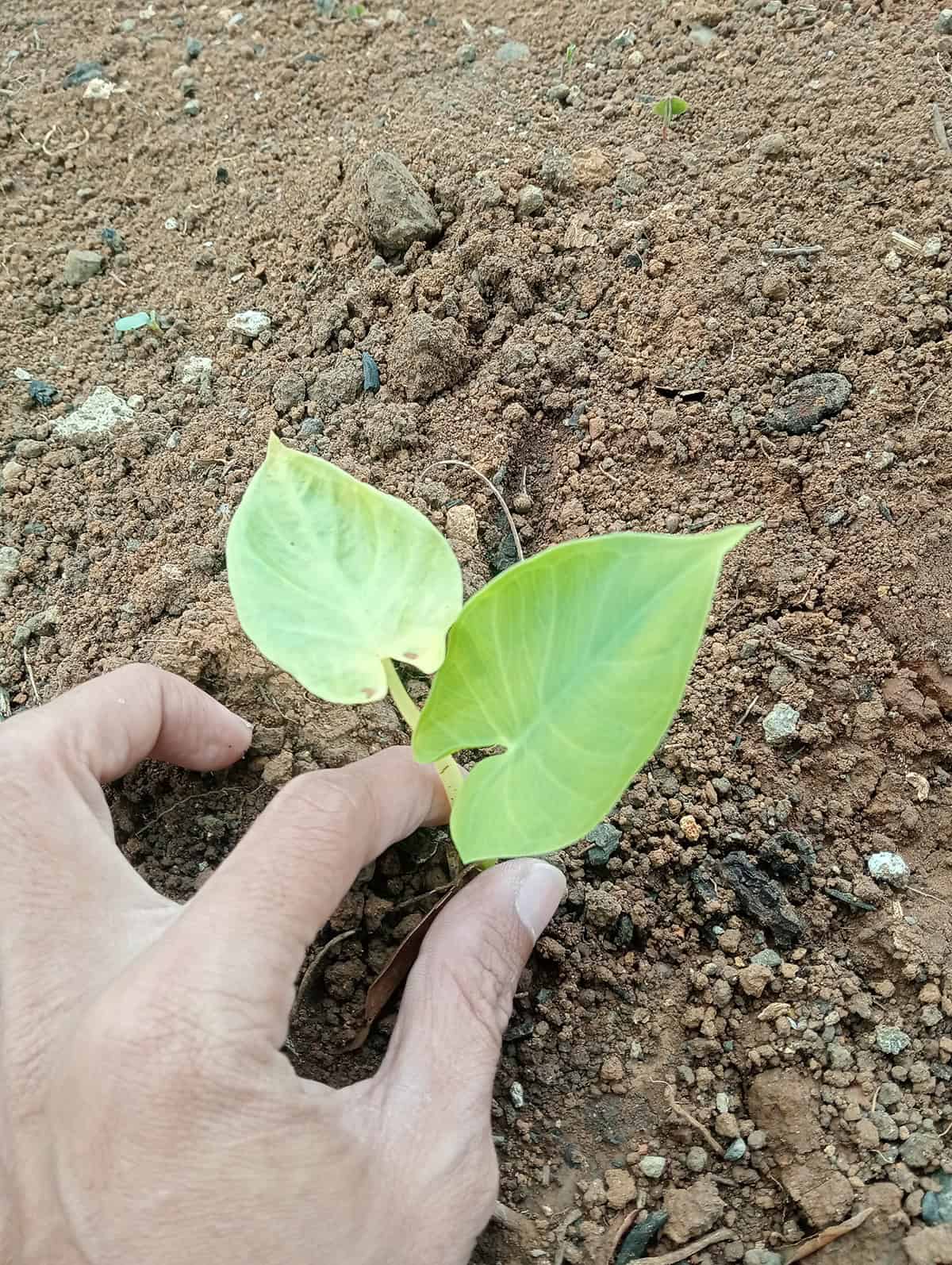 Planting Taro Plant_1