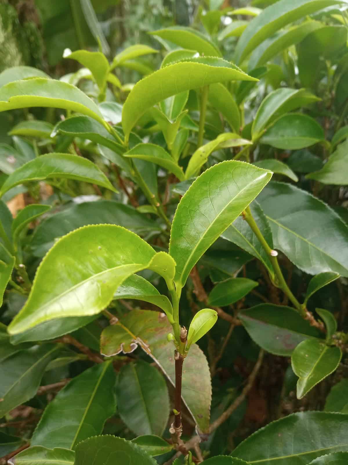 Popular Varieties Tea Plant
