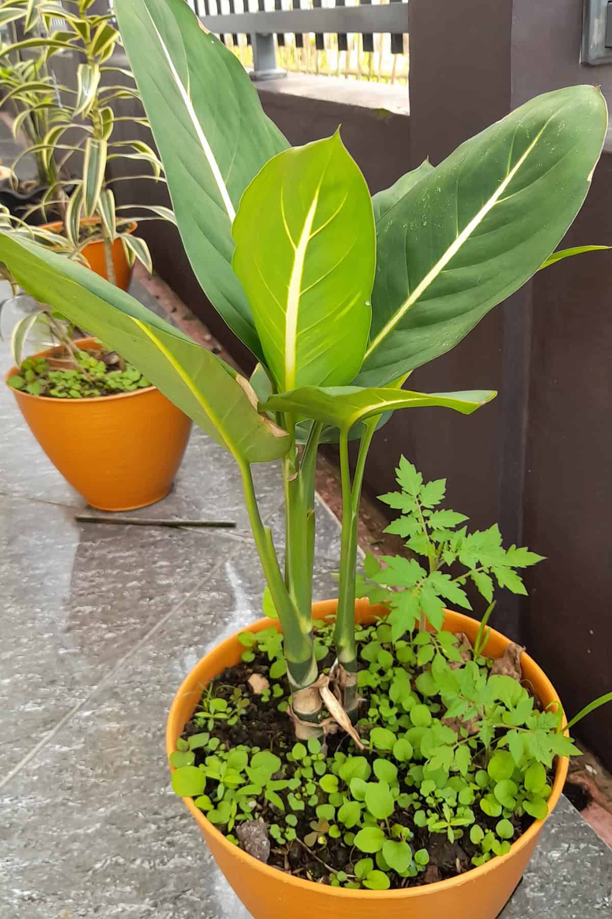 Potting & Repotting Cardamom Plant