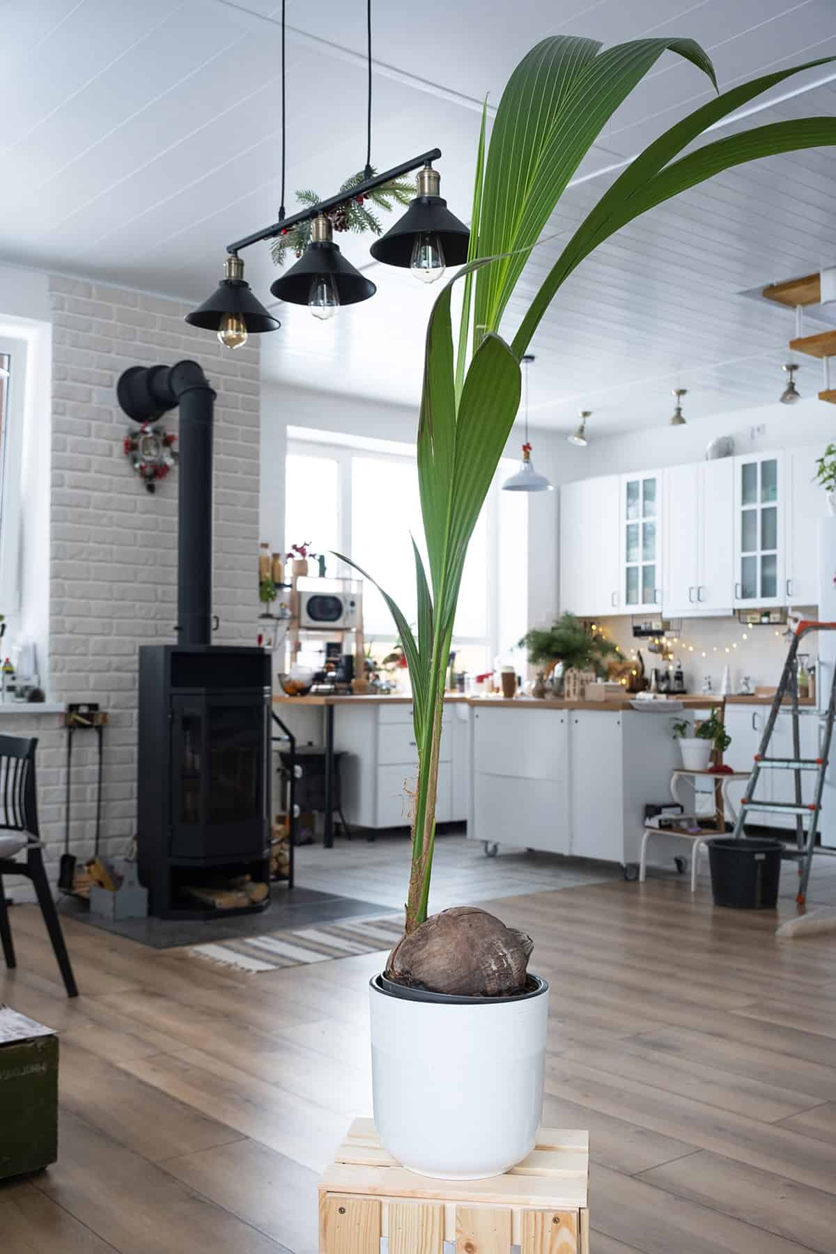 Potting & Repotting Coconut Palm