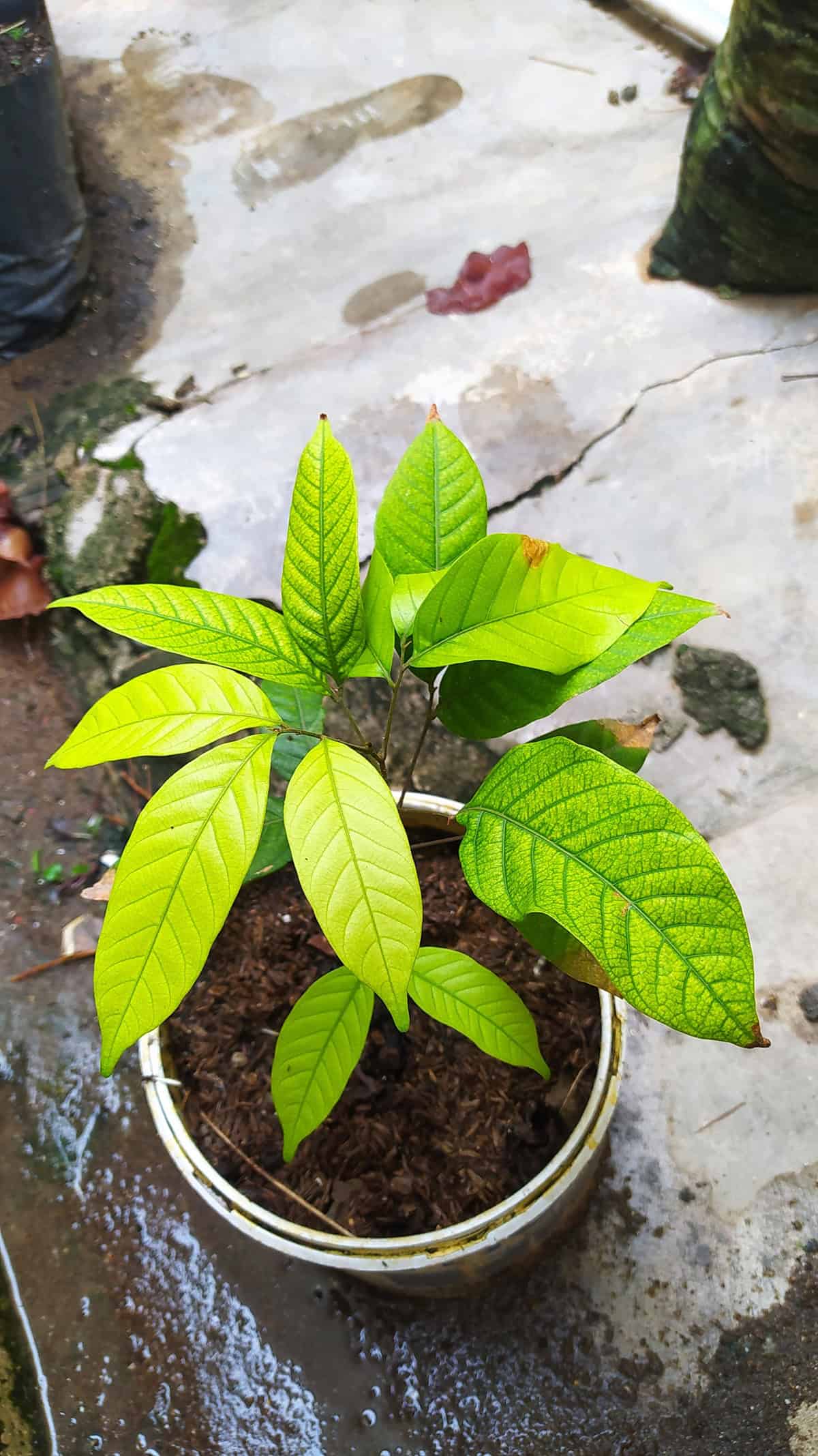 Potting & Repotting Rambutan Tree