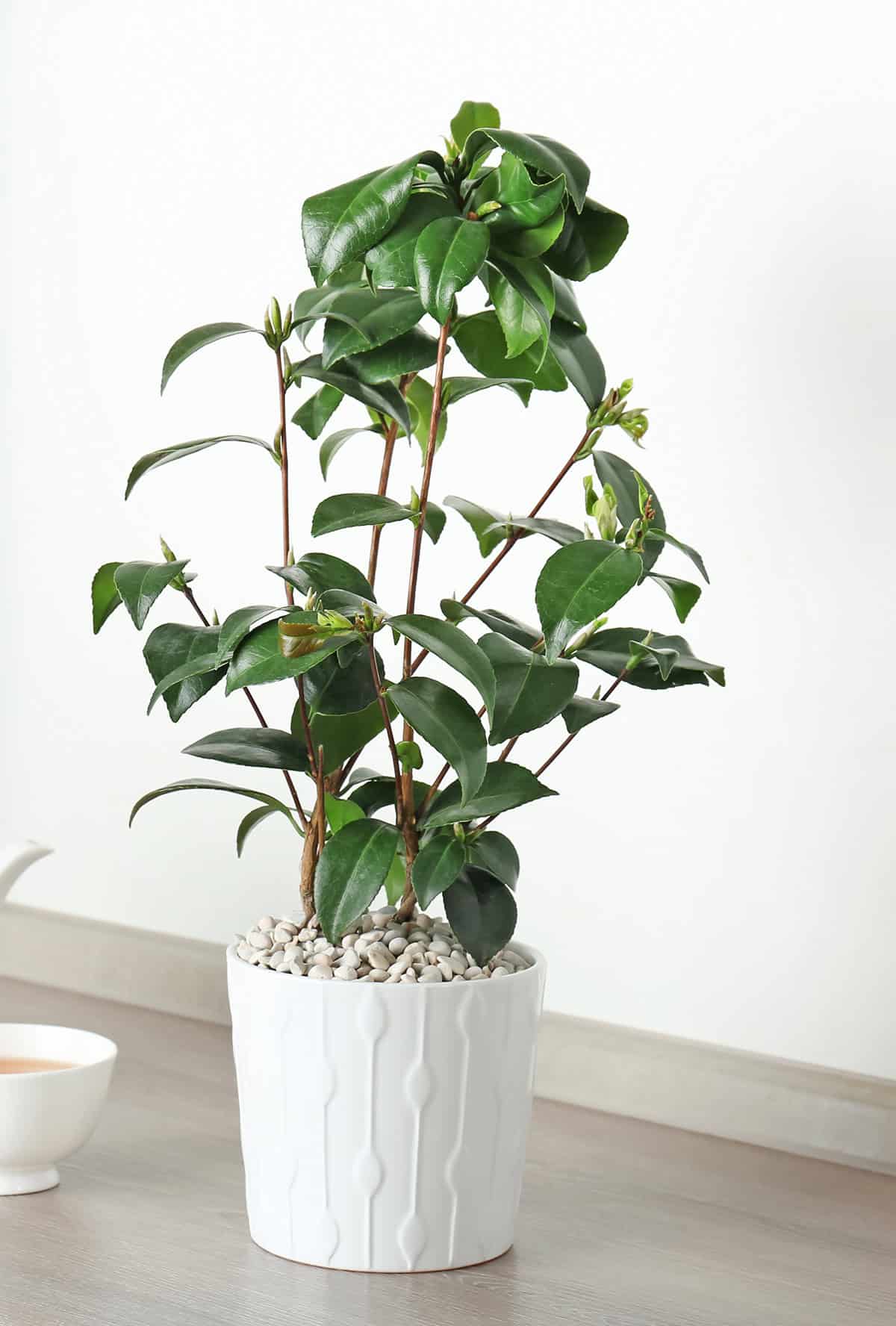 Potting & Repotting Tea Plant