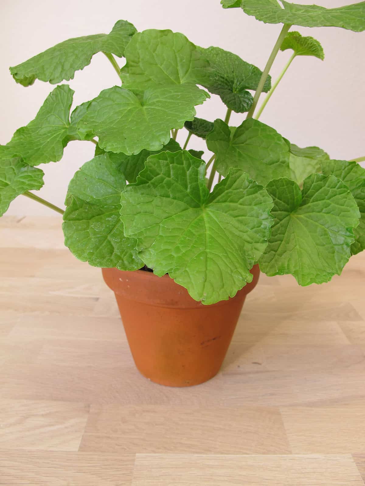 Potting & Repotting Wasabi Plant
