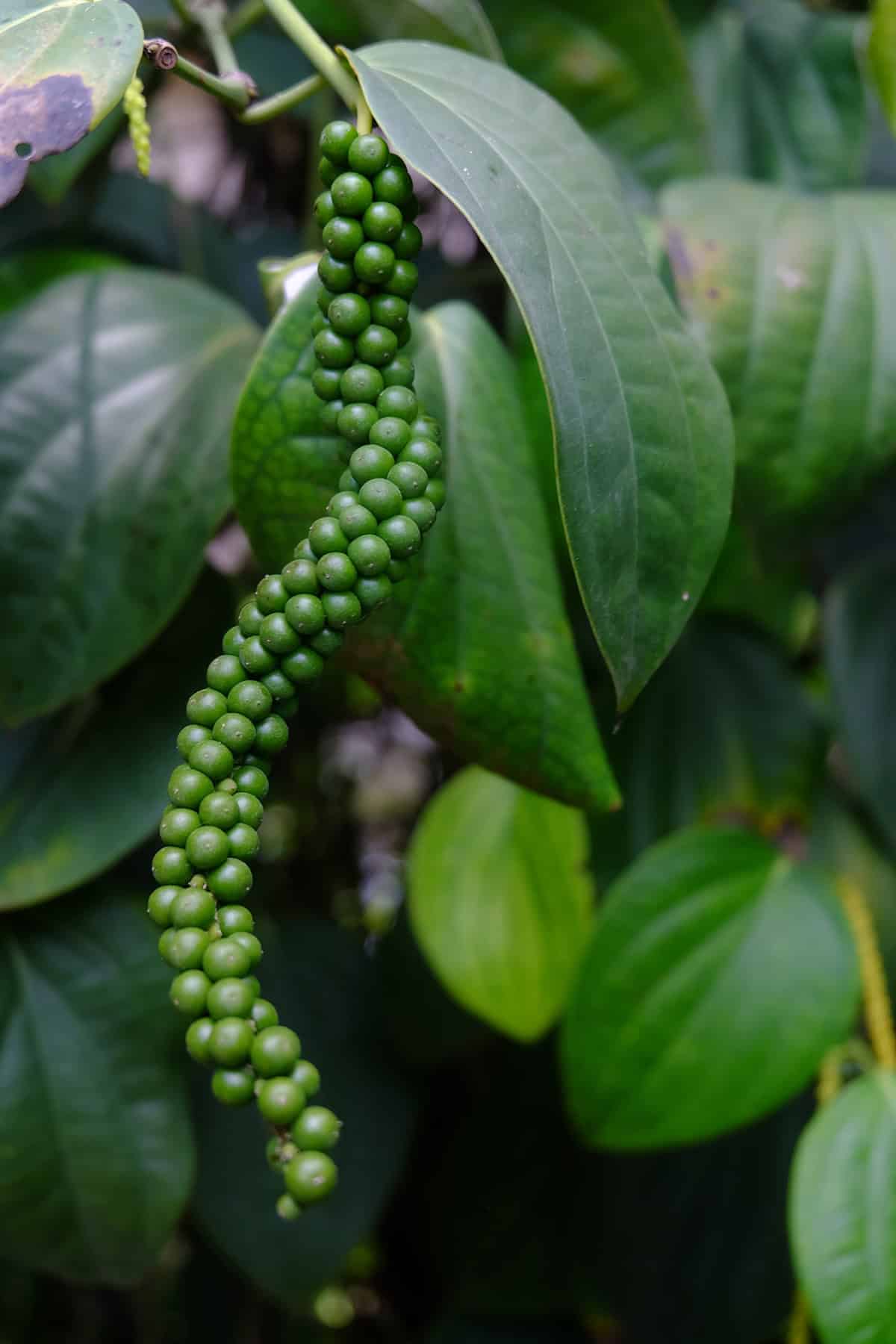 Quick Care Summary Black Pepper Plant