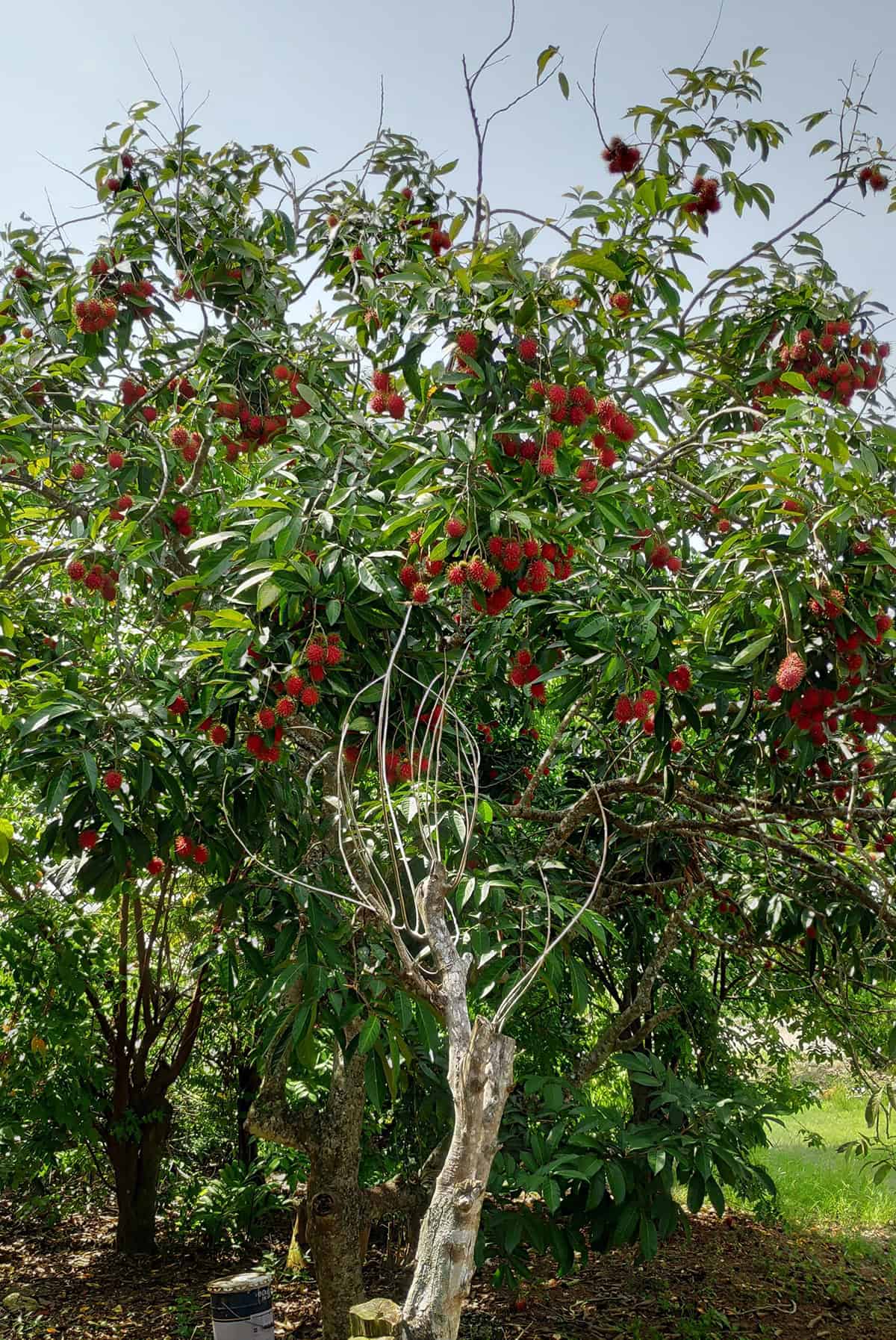 Quick Care Summary Rambutan Tree