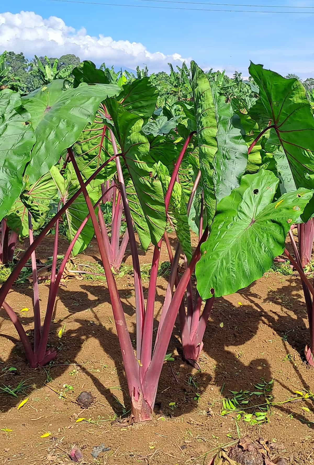 Quick Care Summary Taro Plant_1