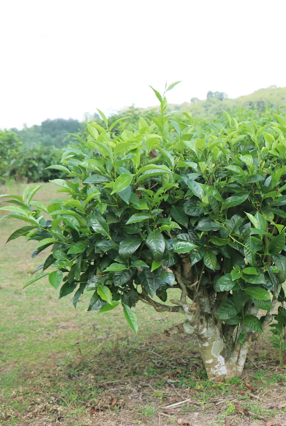 Quick Care Summary Tea Plant