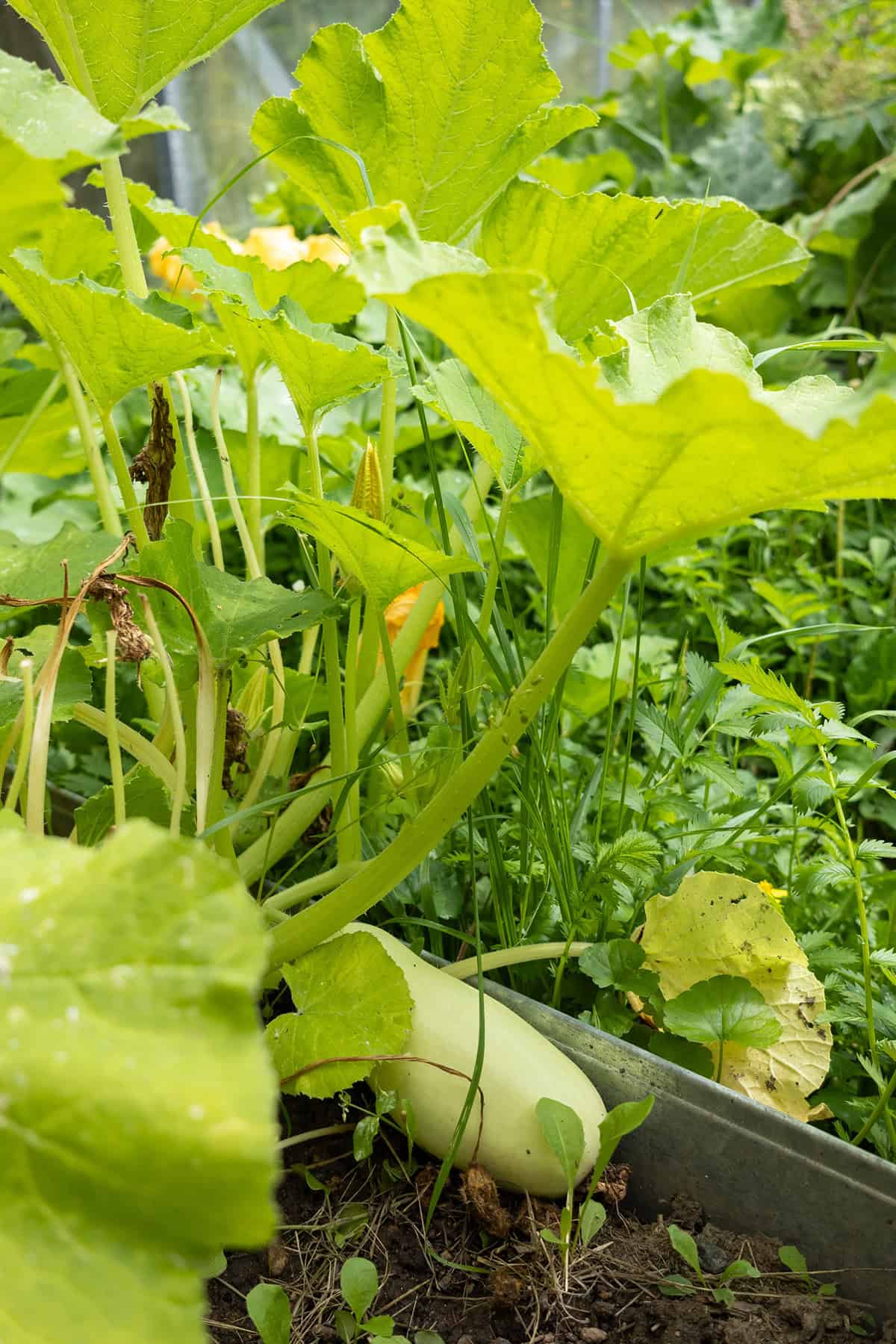 Quick Growing & Care Summary Butternut Squash