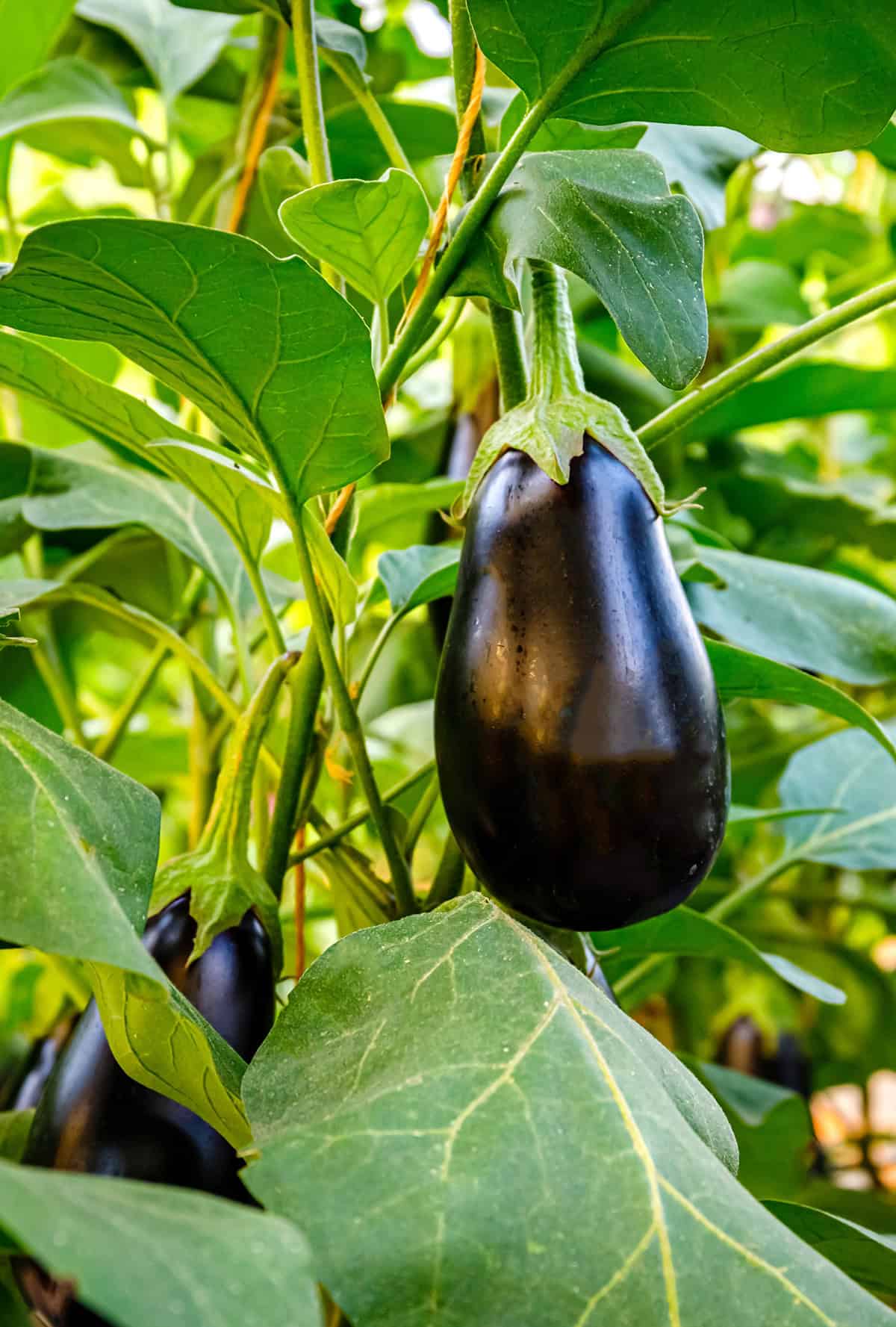 Quick Growing & Care Summary Eggplant
