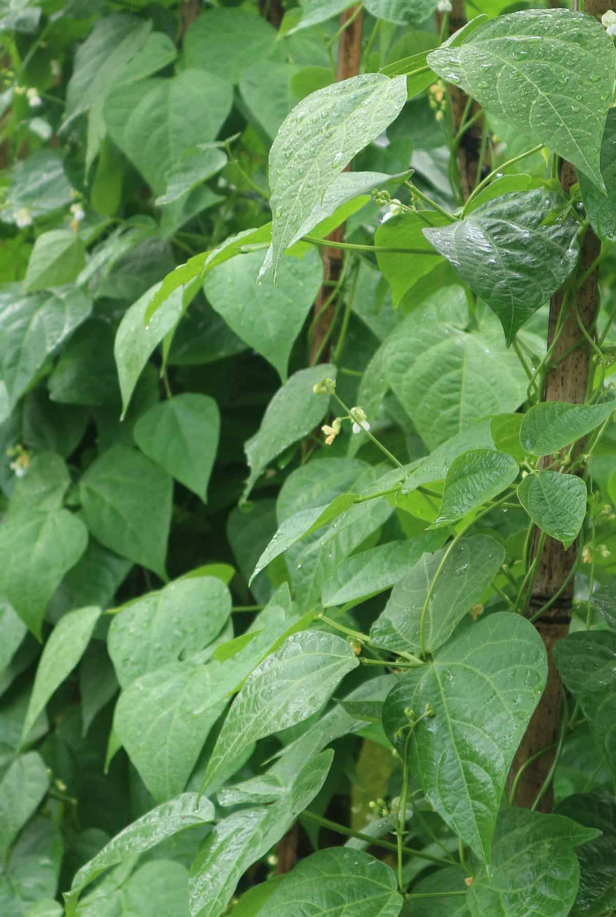 Quick Growing & Care Summary Green Bean