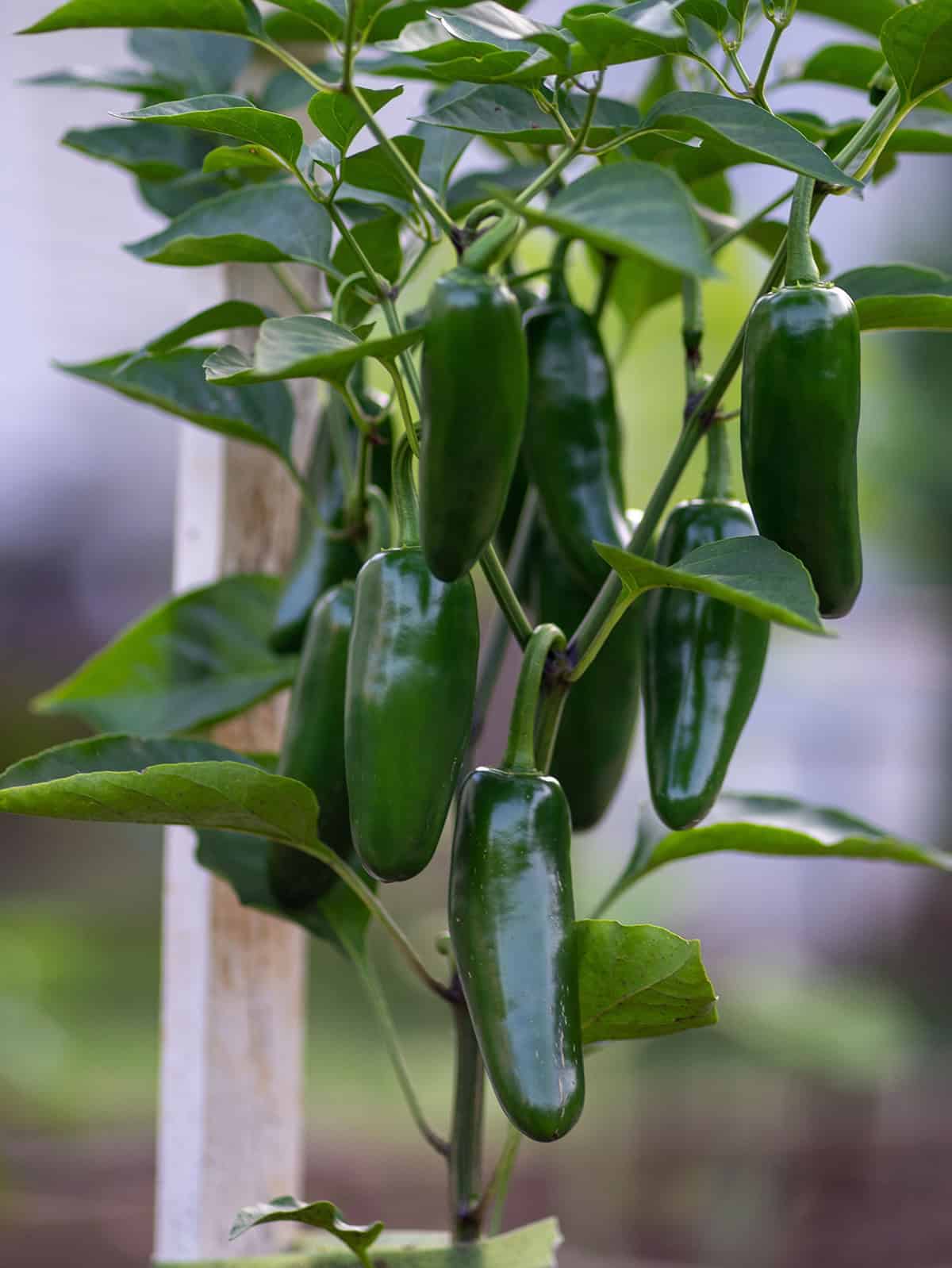 Quick Growing & Care Summary Jalapeno Peppers