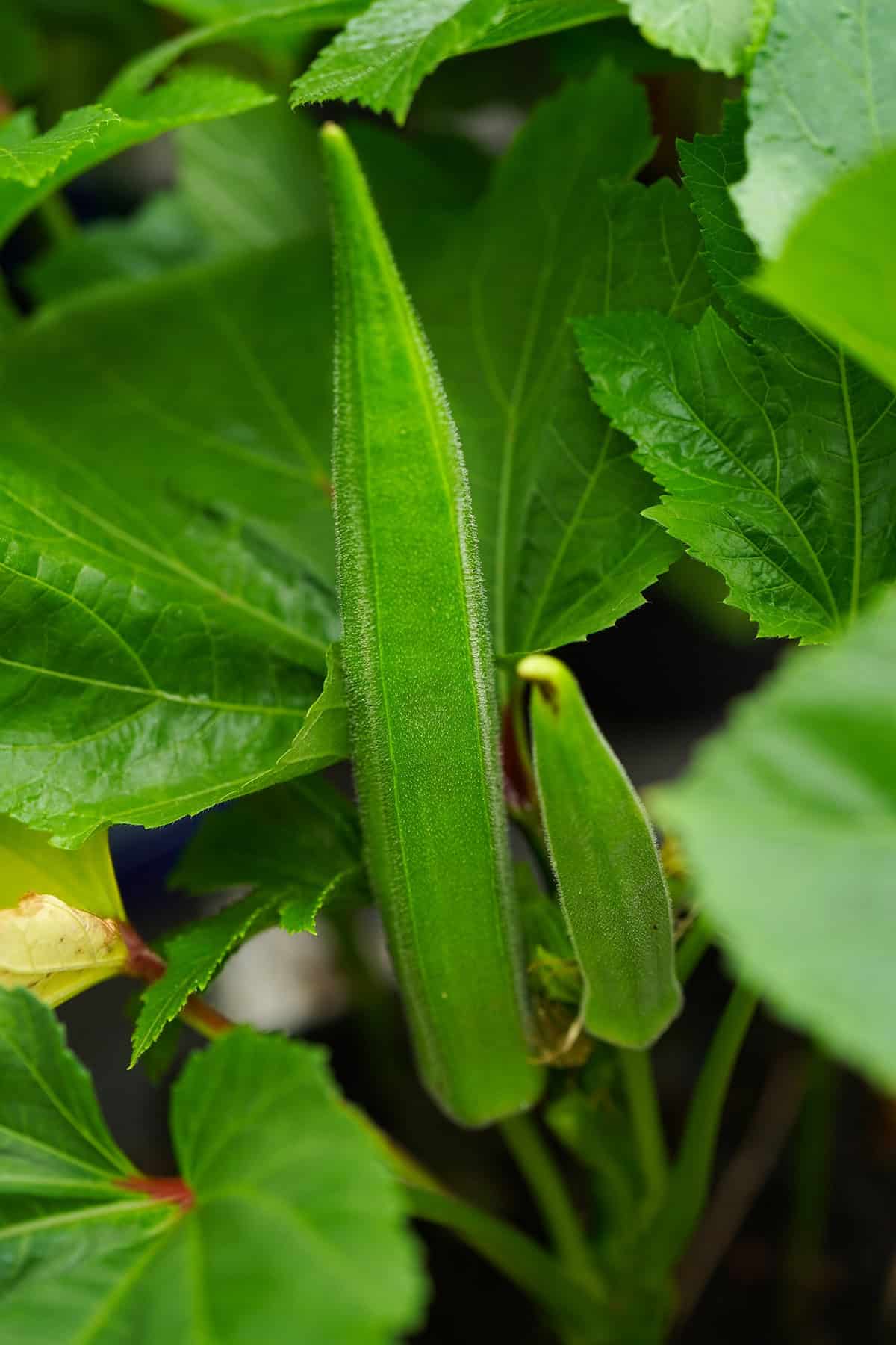 Quick Growing & Care Summary Okra Plant