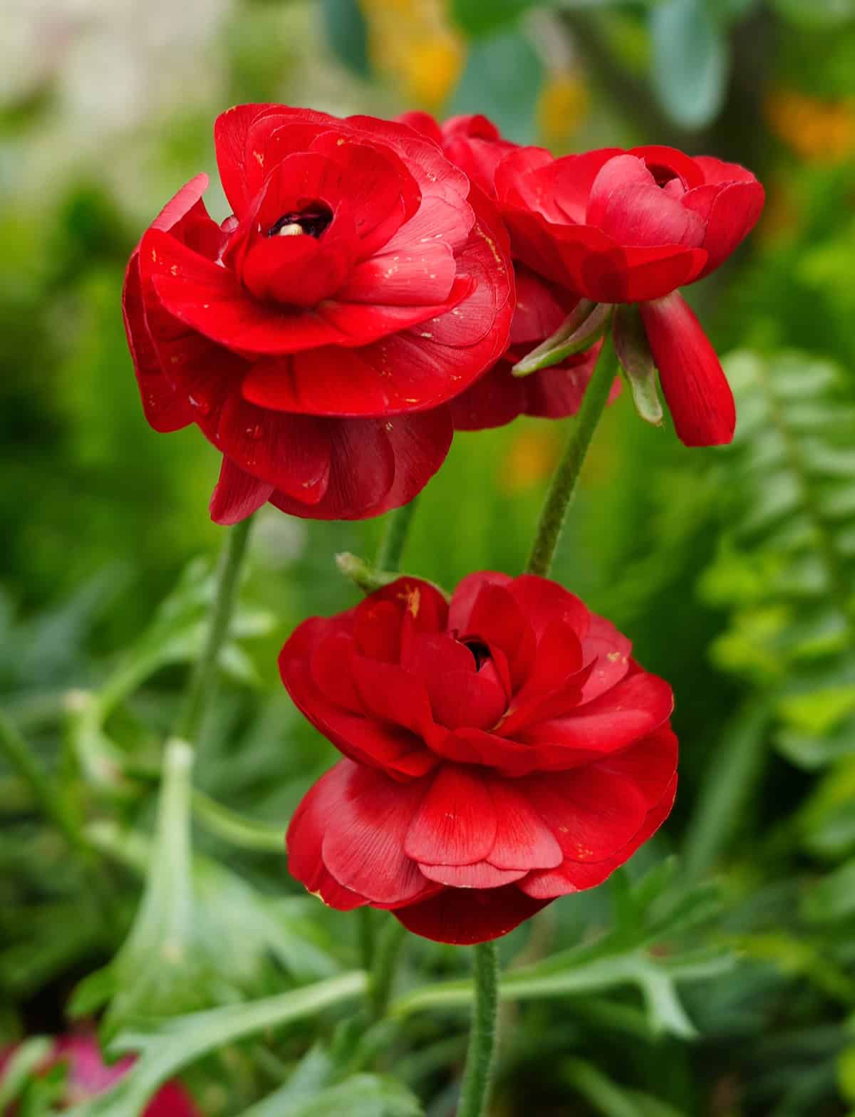 Ranunculus