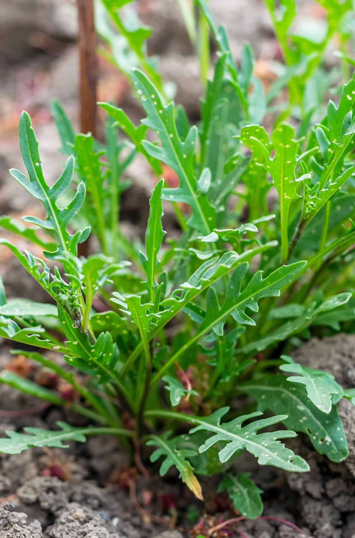 Soil Arugula Plant
