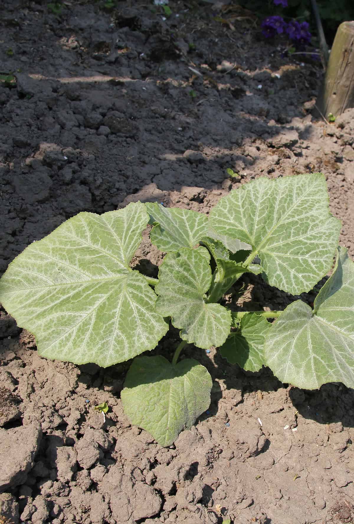 Soil Butternut Squash