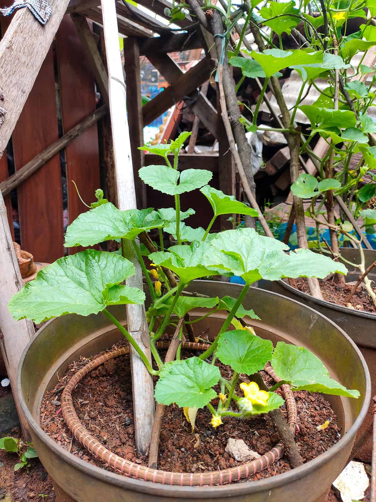 Soil Honeydew