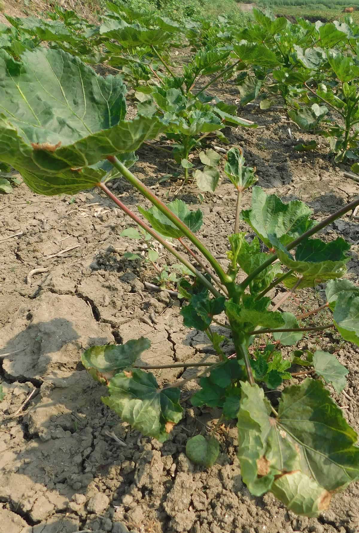Soil Okra Plant