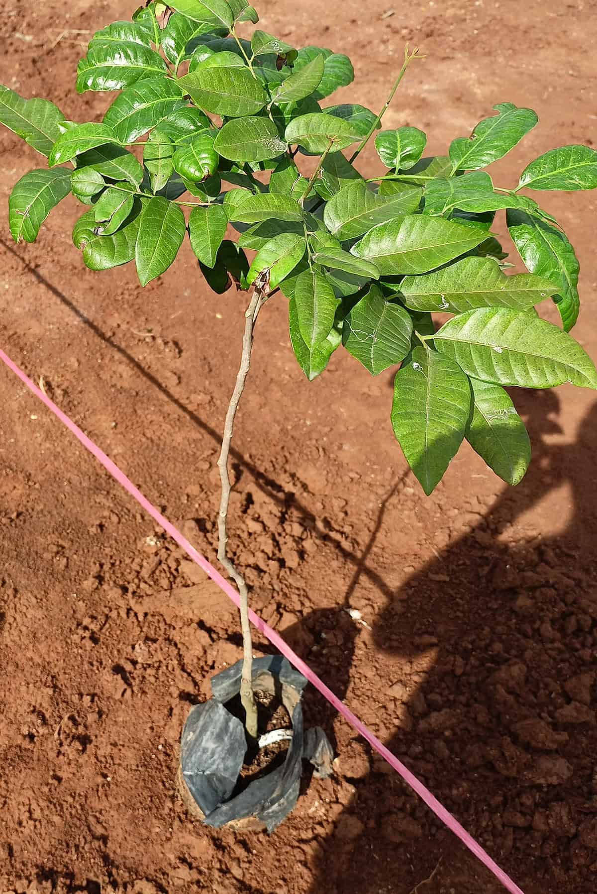 Soil Rambutan Tree