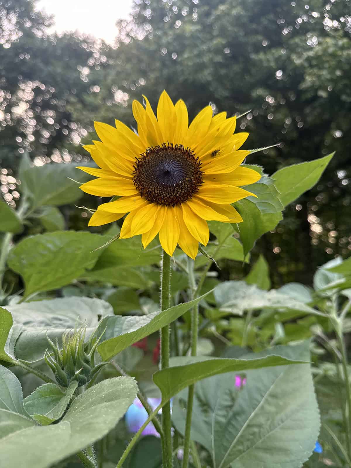Sunflowers