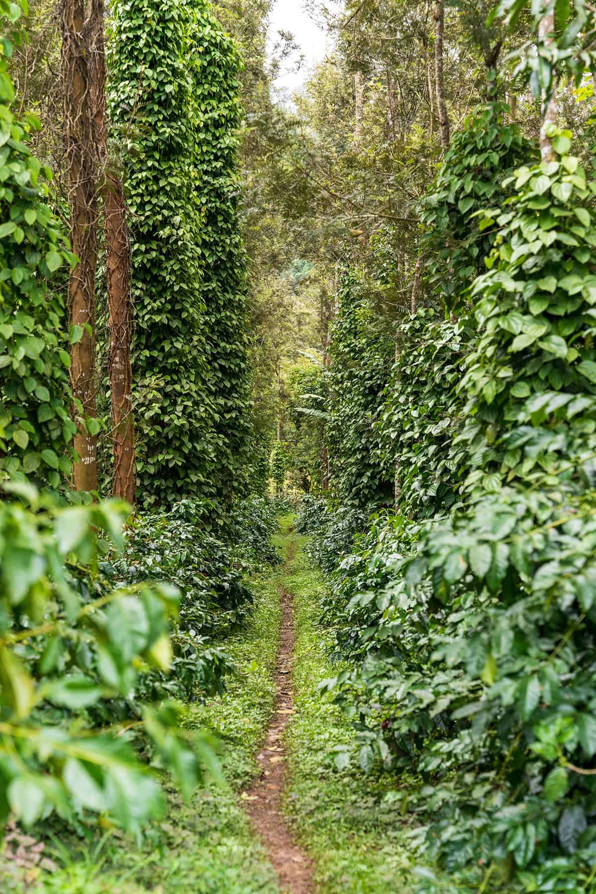 Temperature & Humidity Black Pepper Plant