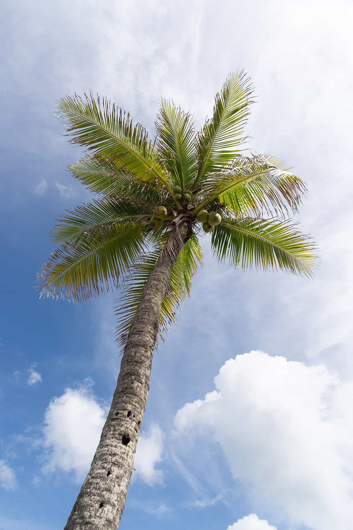 Temperature & Humidity Coconut Palm