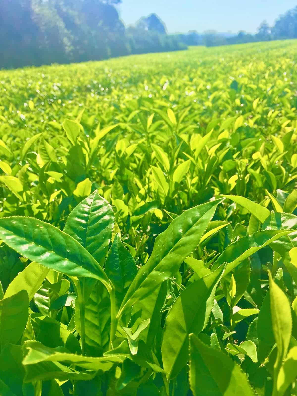 Temperature & Humidity Tea Plant