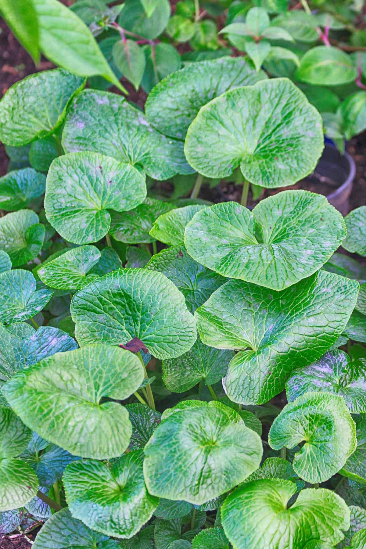 Temperature & Humidity Wasabi Plant