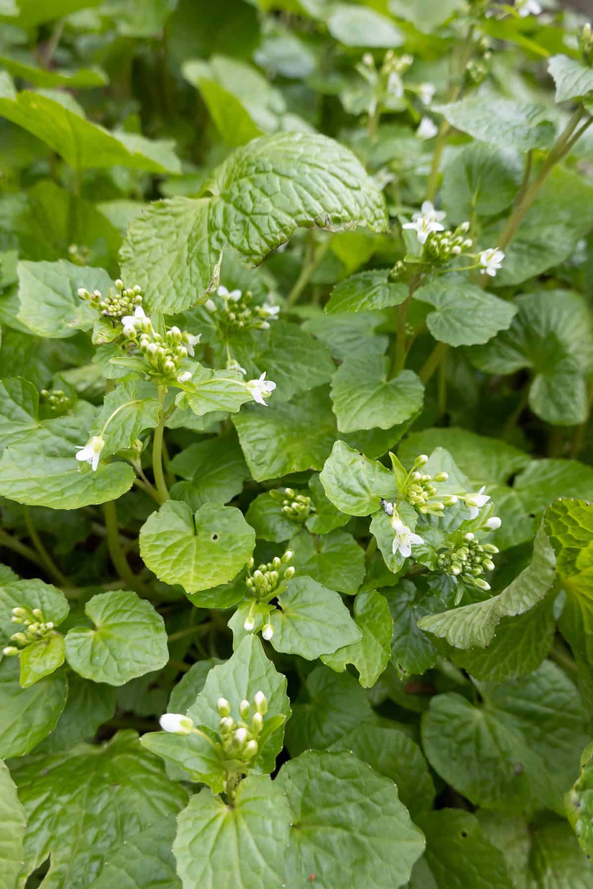 Varieties Wasabi Plant