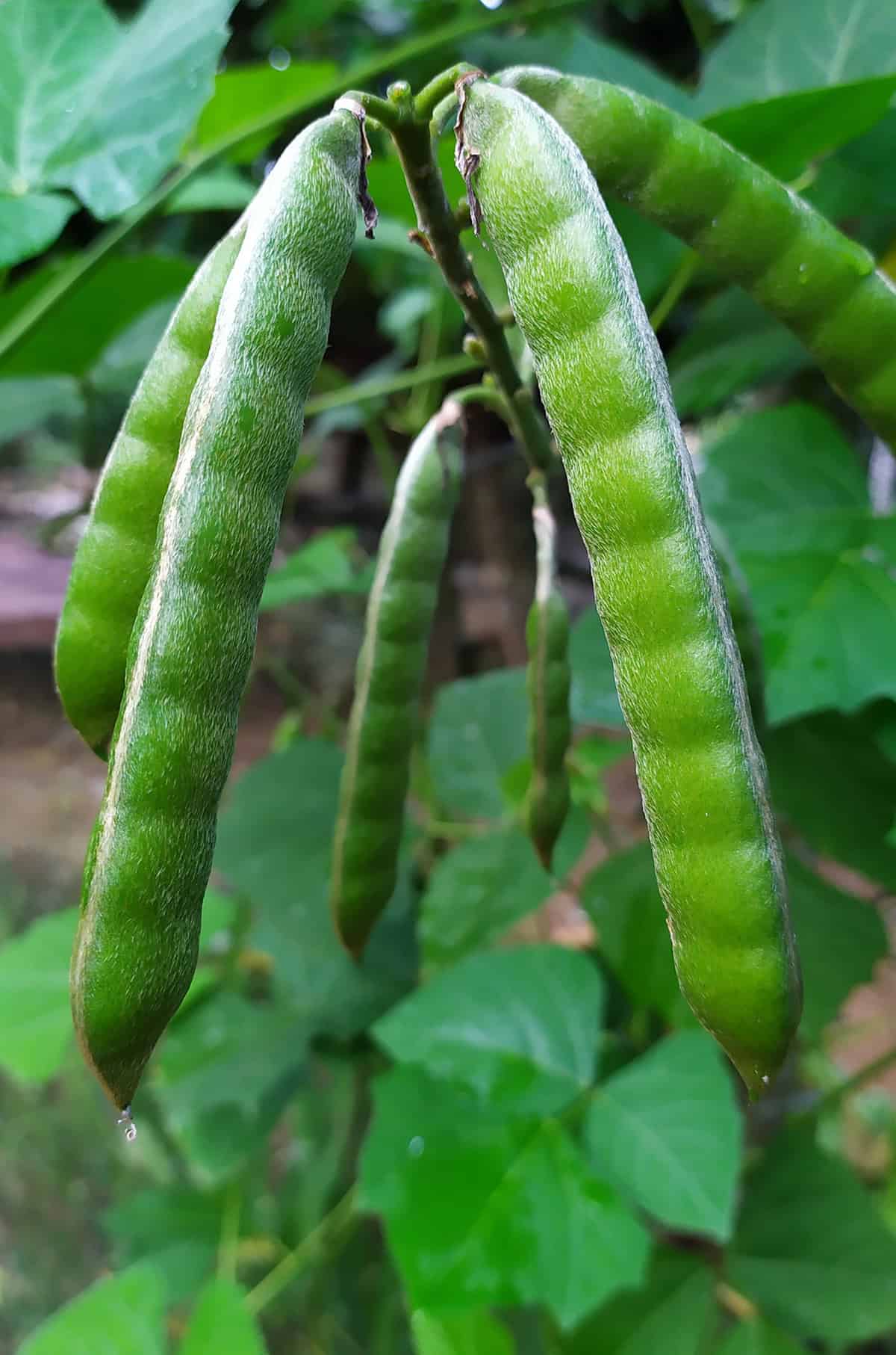 Variety Selection Jicama