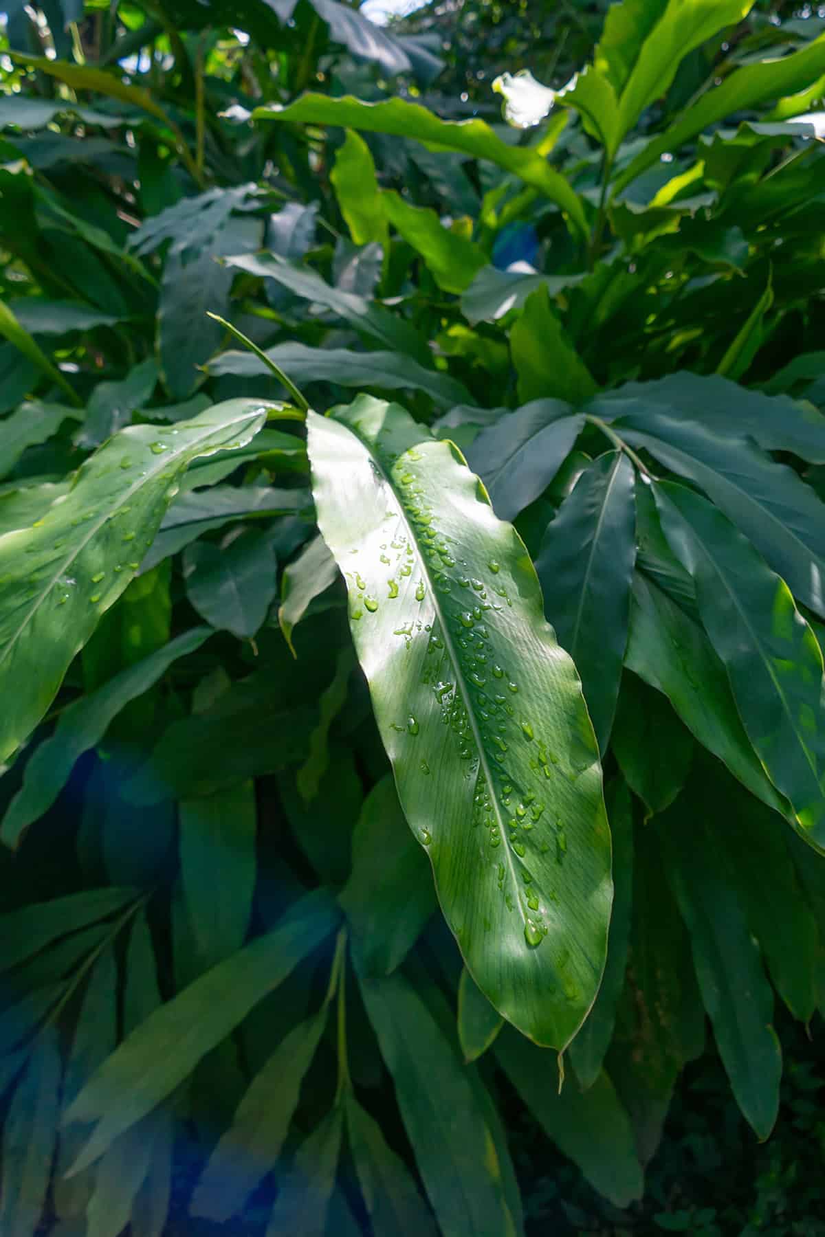 Water Cardamom Plant